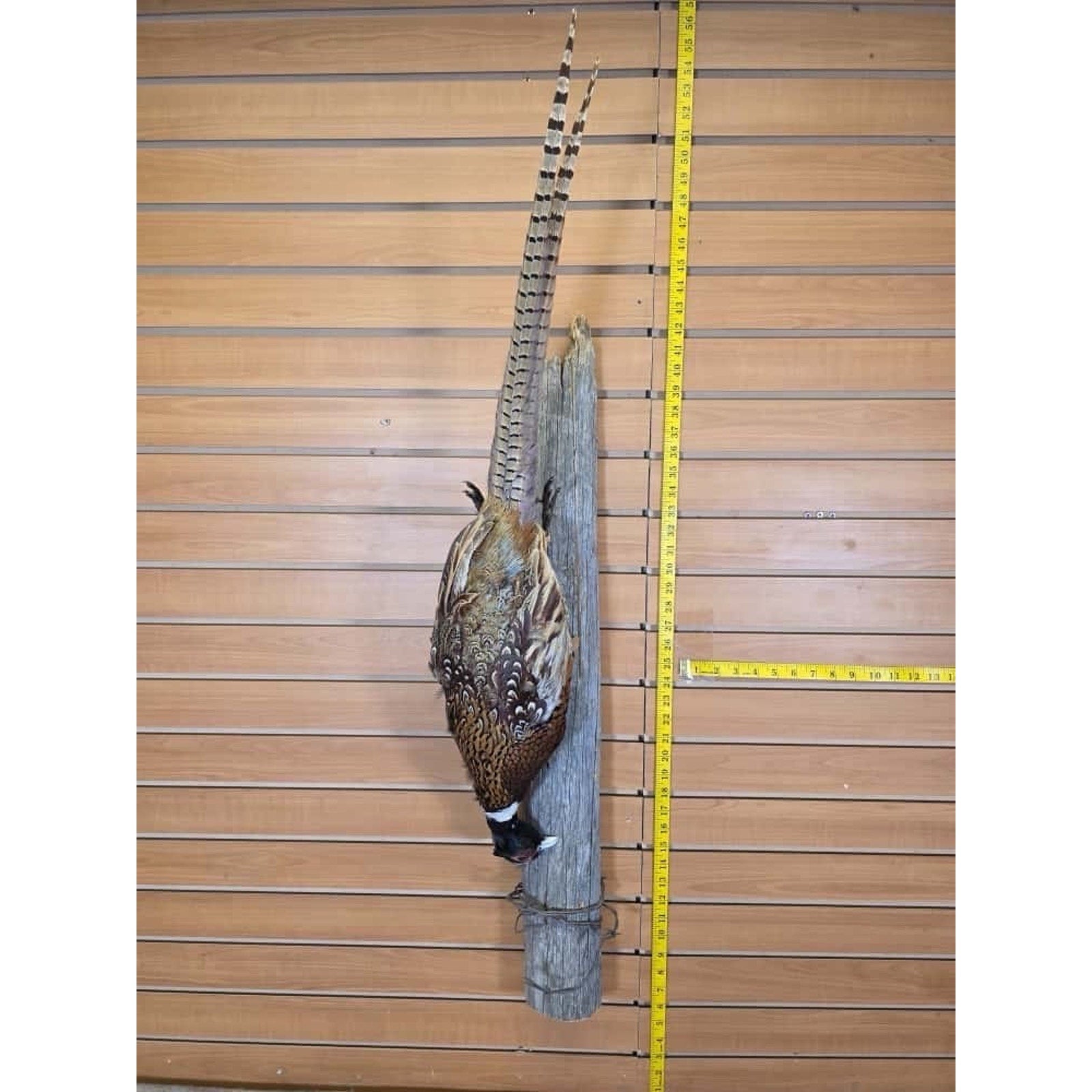 JTV237 - Pheasant Taxidermy Mount Bird