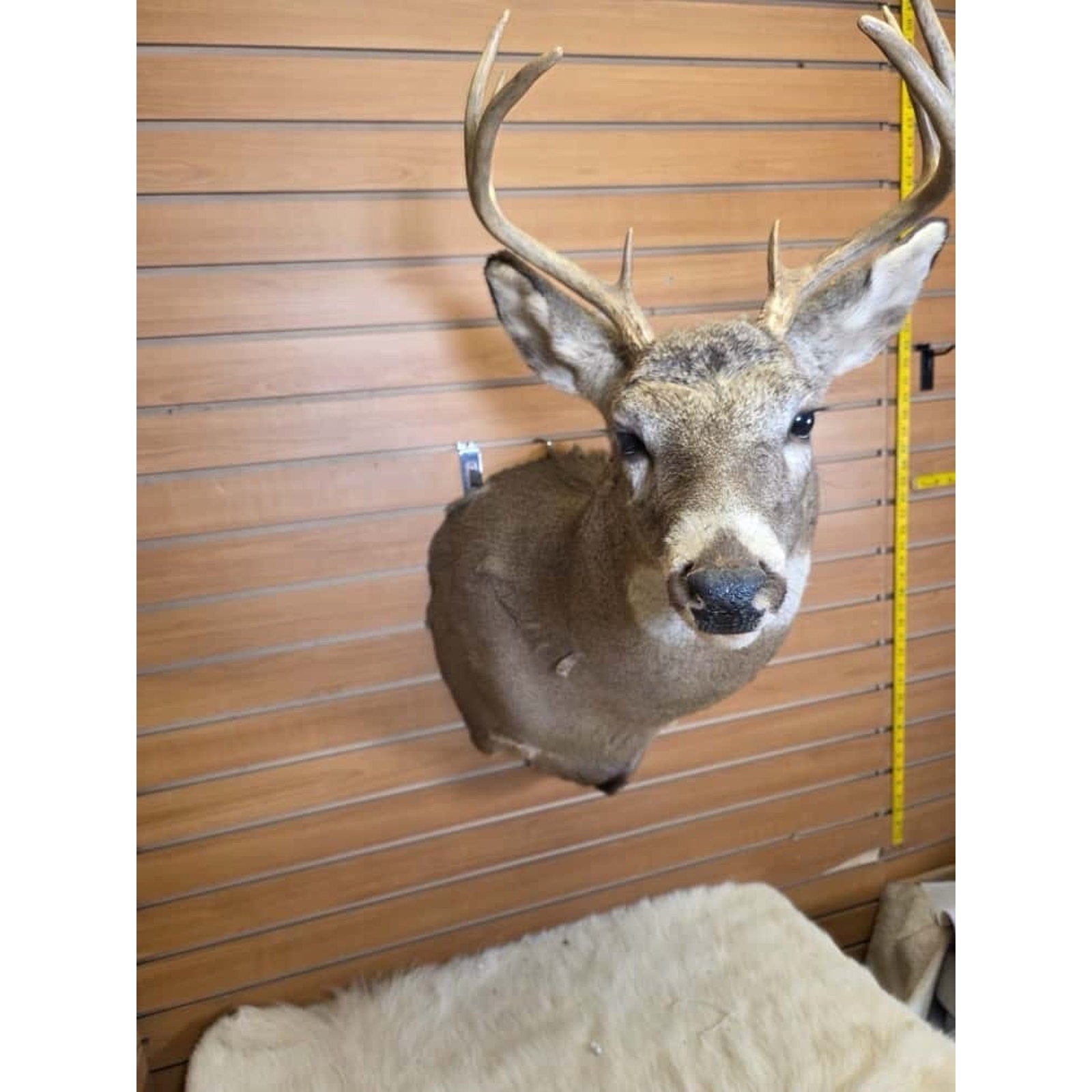 FHMN6 - Whitetail Deer Real Antler Deer Taxidermy Mount