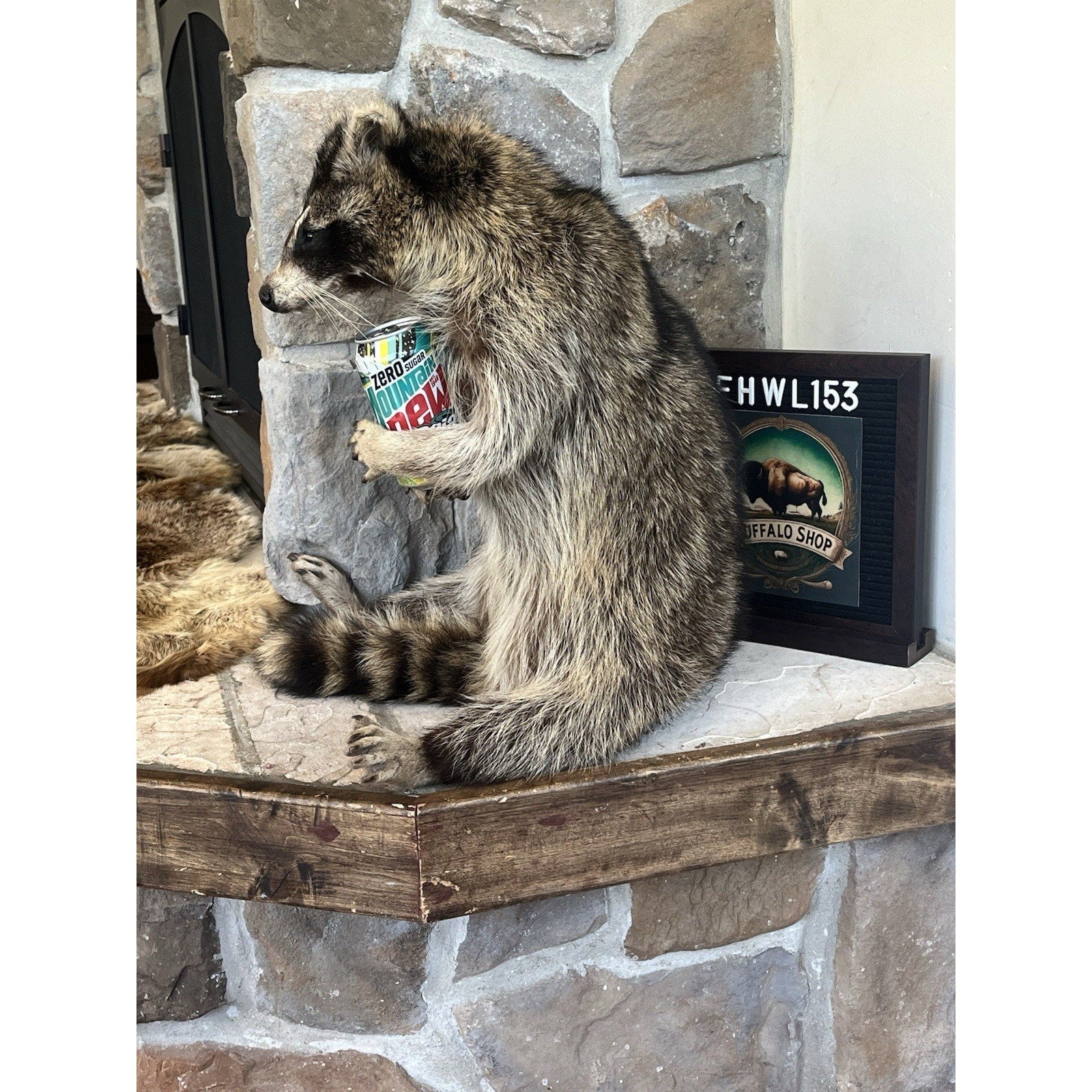 FHWL153 -premium Fat Raccoon Taxidermy Mount