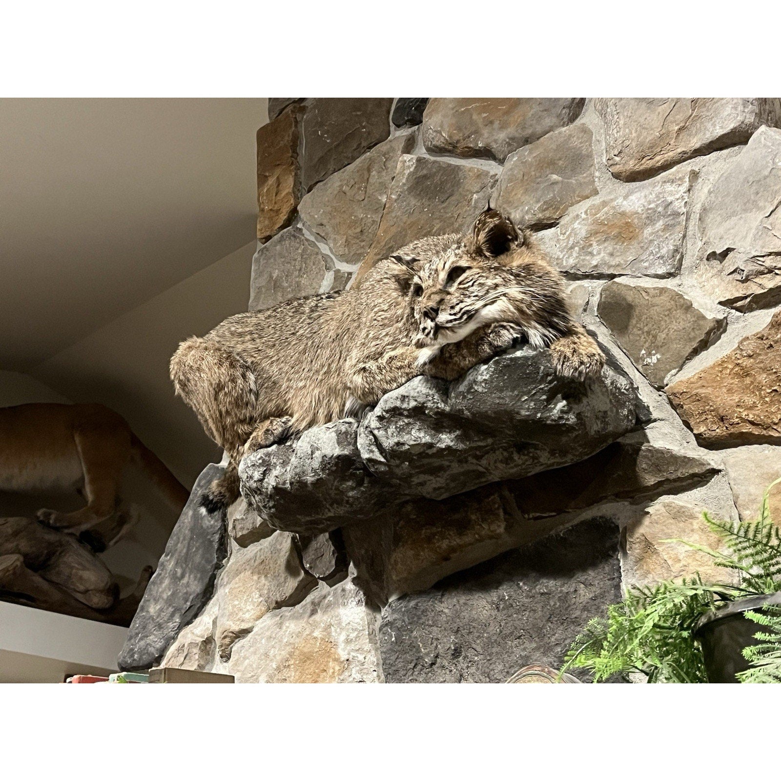 FHWL32 - Bobcat Taxidermy Full Body Mount