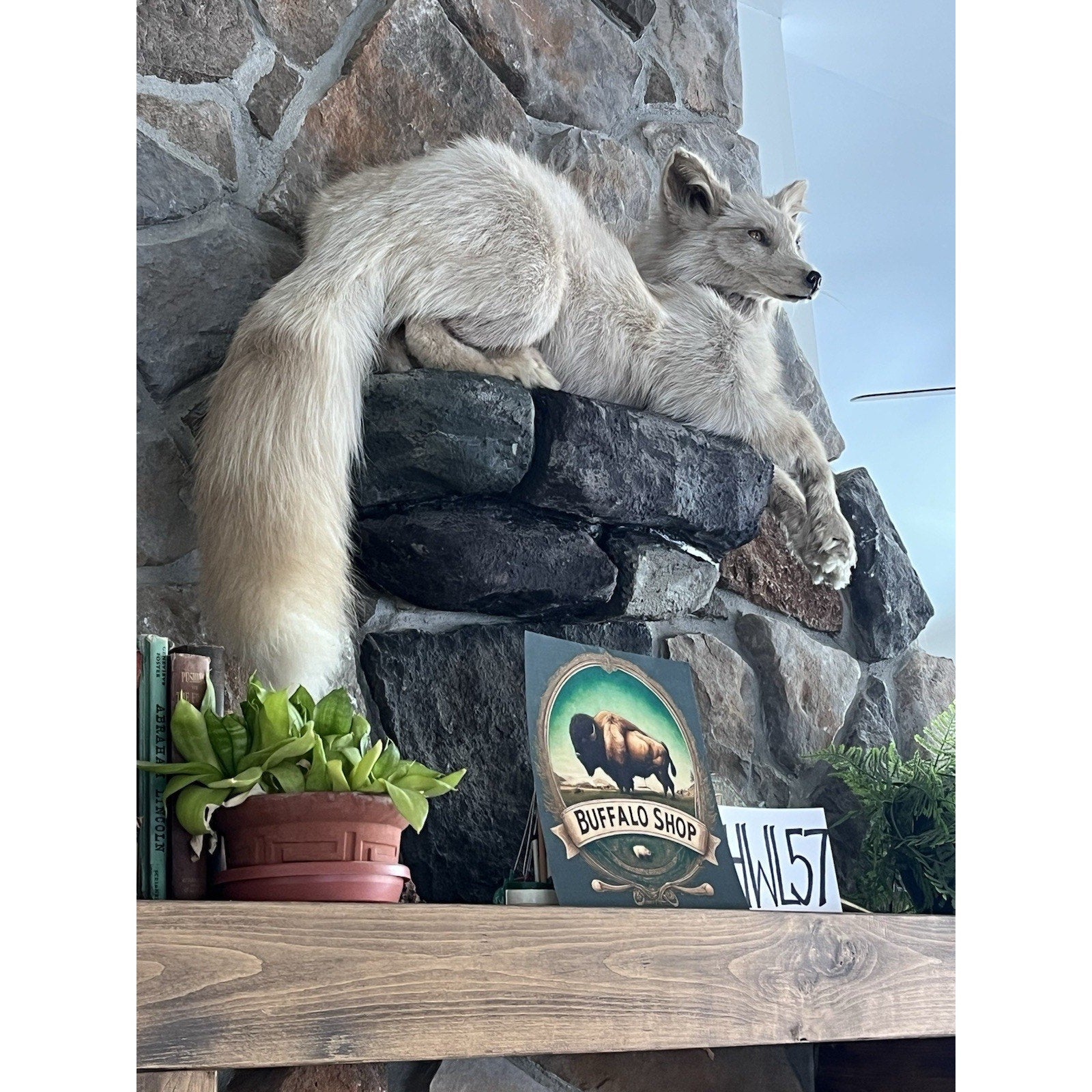 FHWL57 - Beautiful Cream Fox Taxidermy Full Body Mount