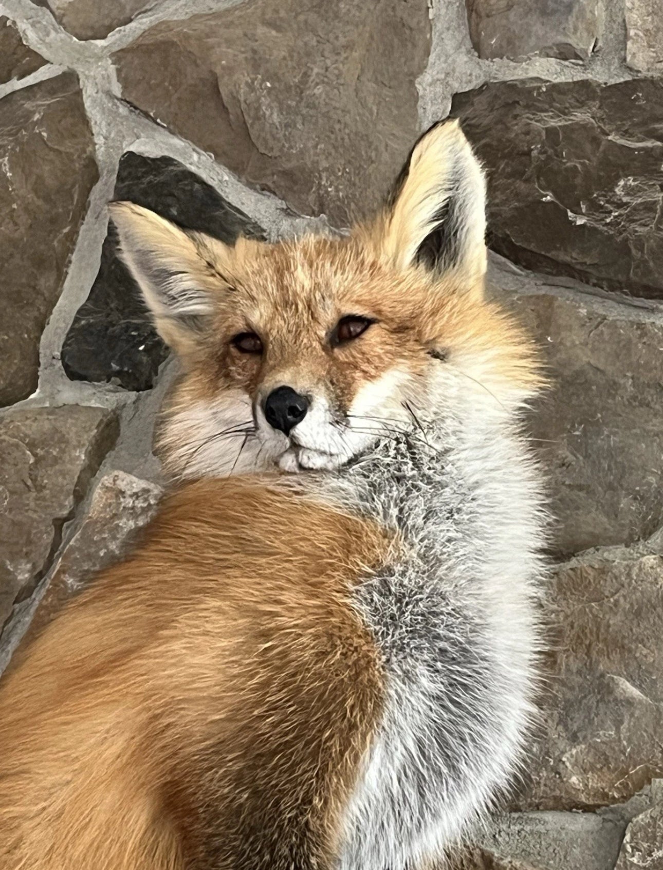 FHWA0705-Red Fox Taxidermy Full Body Mount Cabin Camp Man Cave