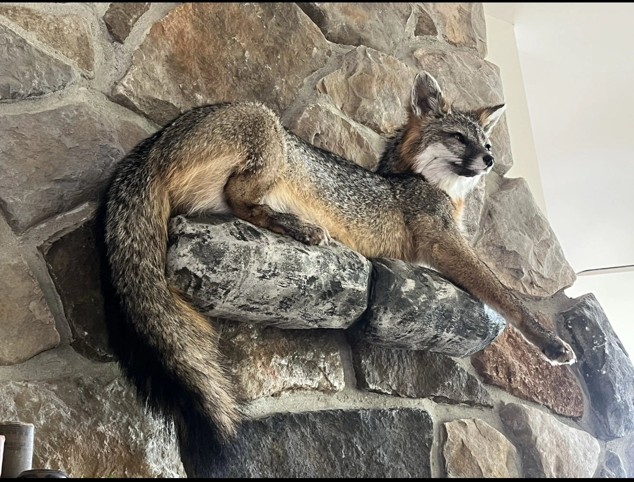 FHWA0624-Grey Fox Taxidermy Full Body Mount Cabin Camp Man Cave