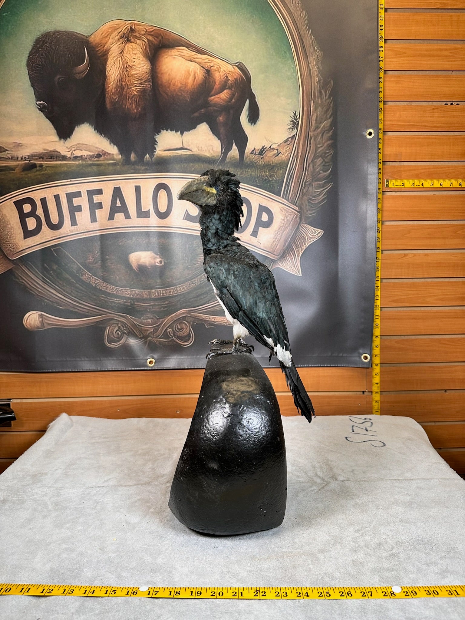 FHBIRD15- piping hornbill (Bycanistes fistulator) taxidermy mount