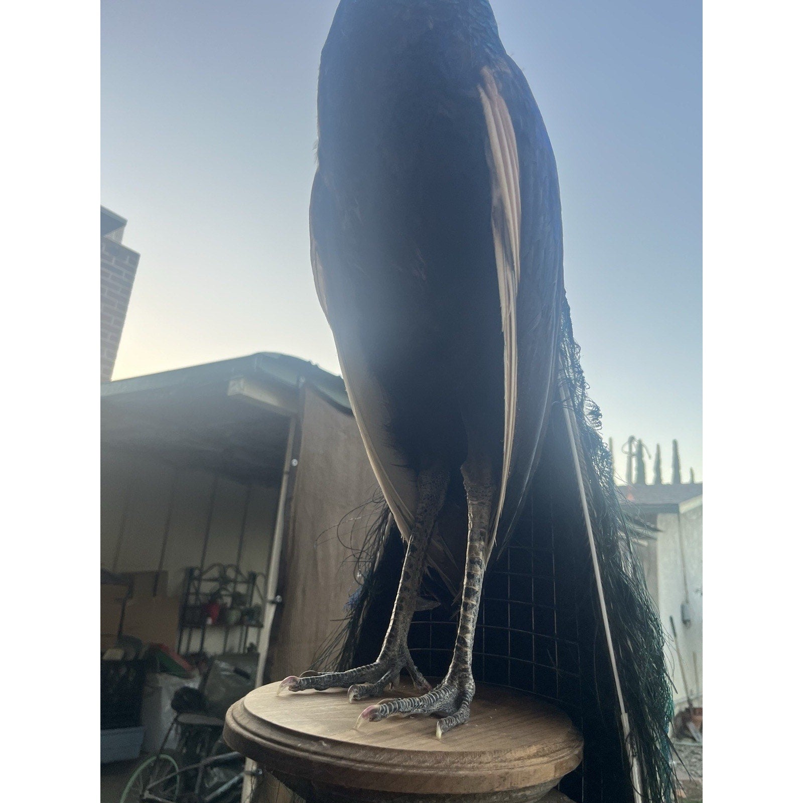 FHJOEL333-Real Java PEACOCK Taxidermy Mount museum quality