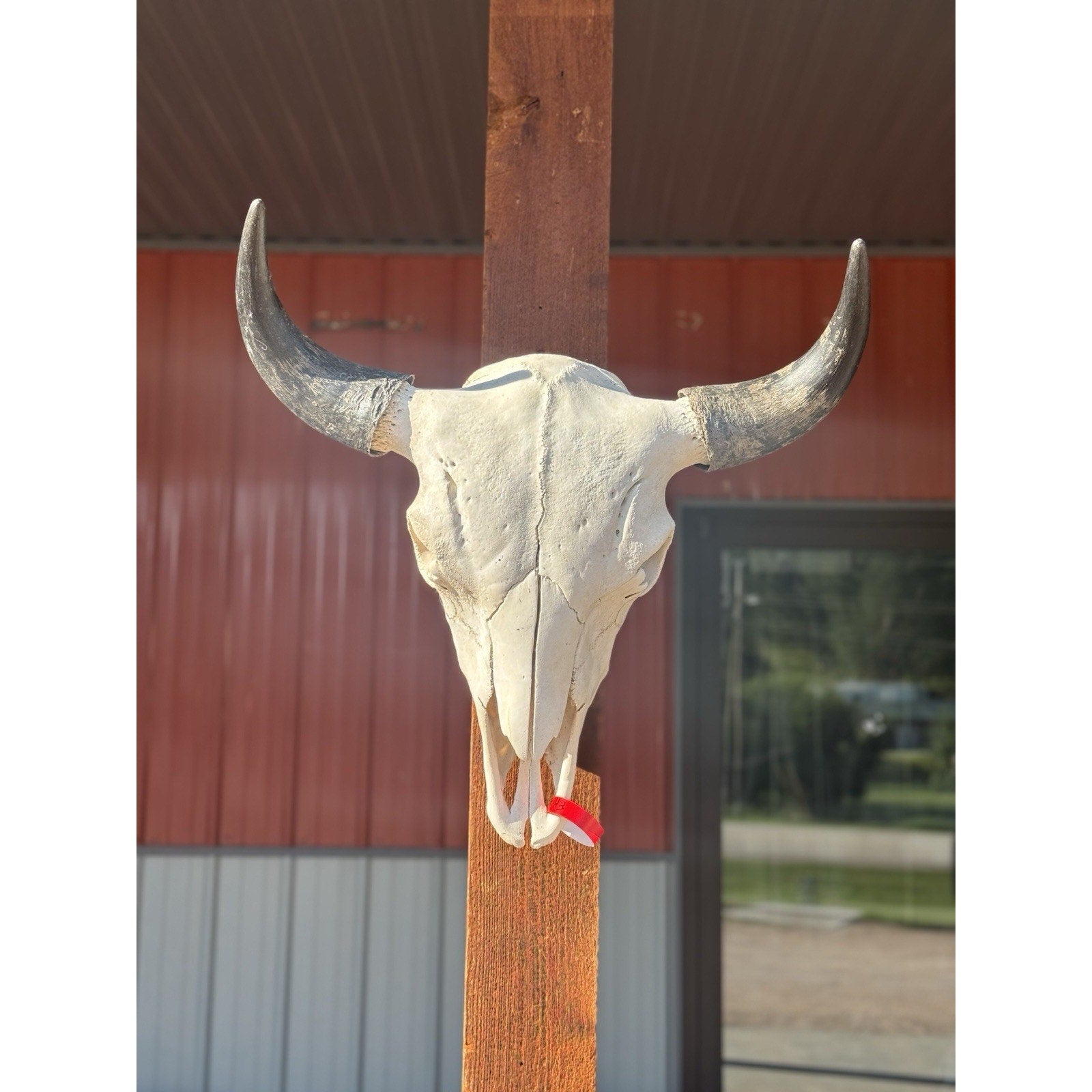 FH47395 - XXL Buffalo / Bison Skull Taxidermy Mount