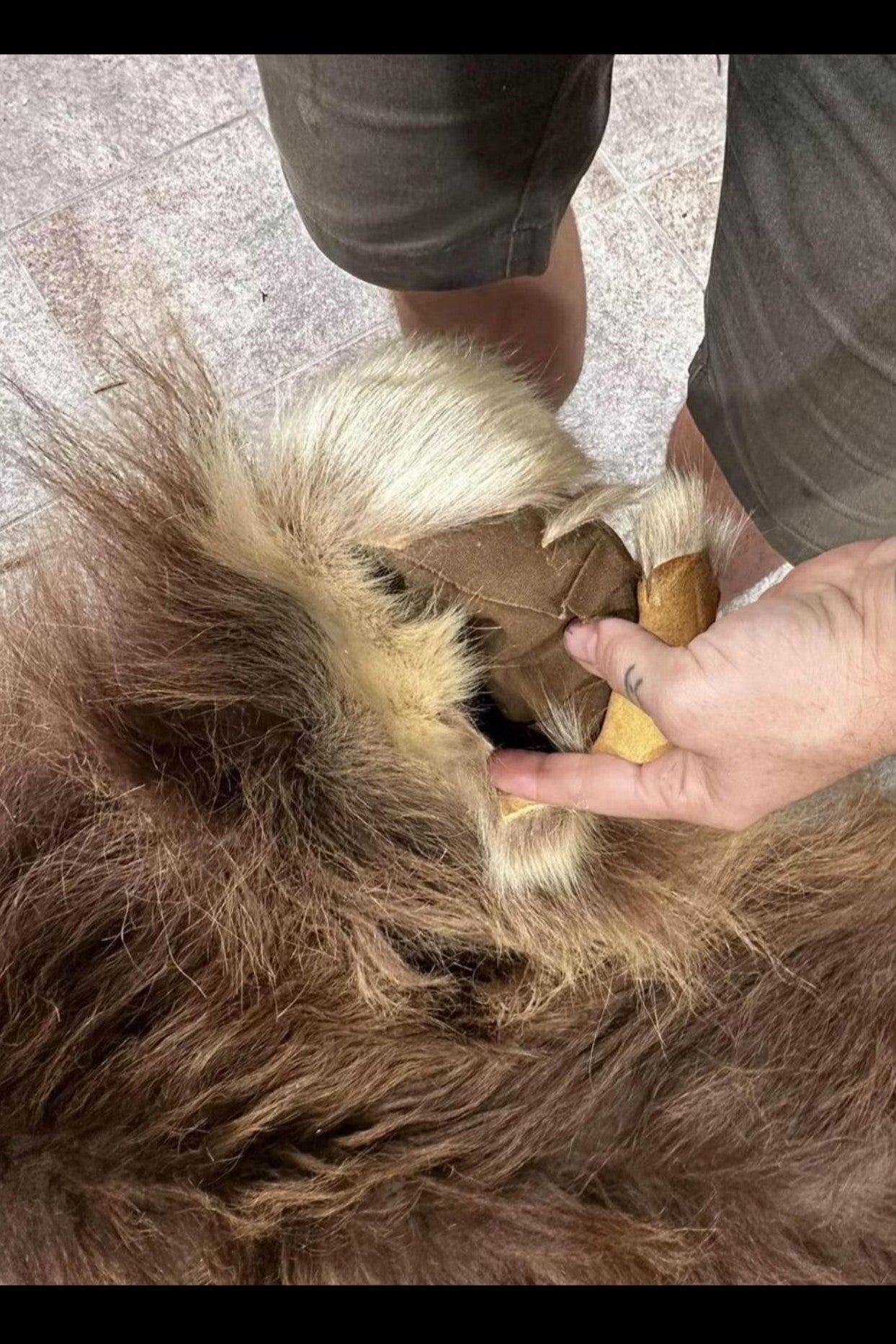 FHSUZ28 - Muskox Rug With Mounted Taxidermy Head