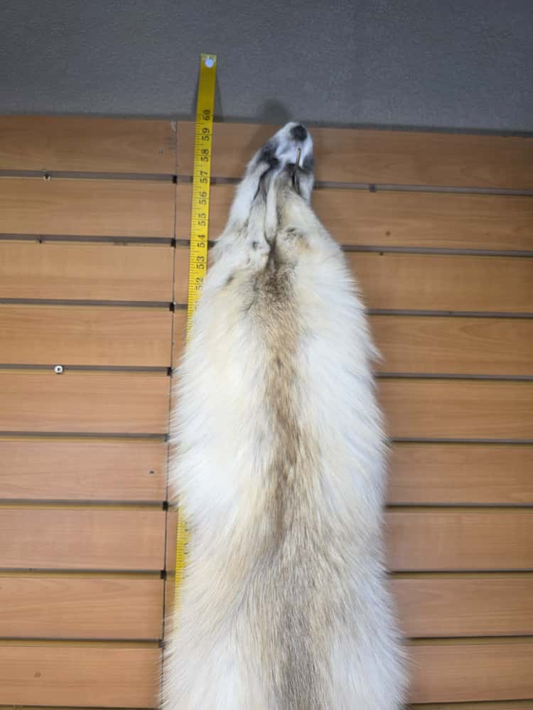 JTV292 - Ranch Fox Fur – Taxidermy Mount