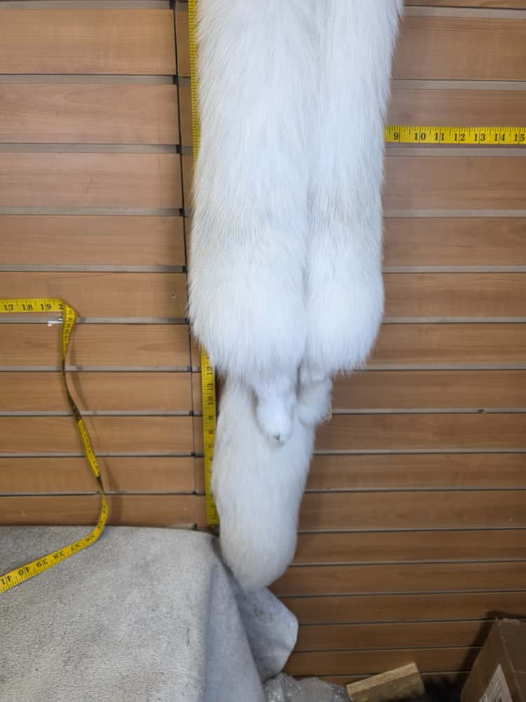 JTV291 - Champagne Fox Fur – Taxidermy Mount