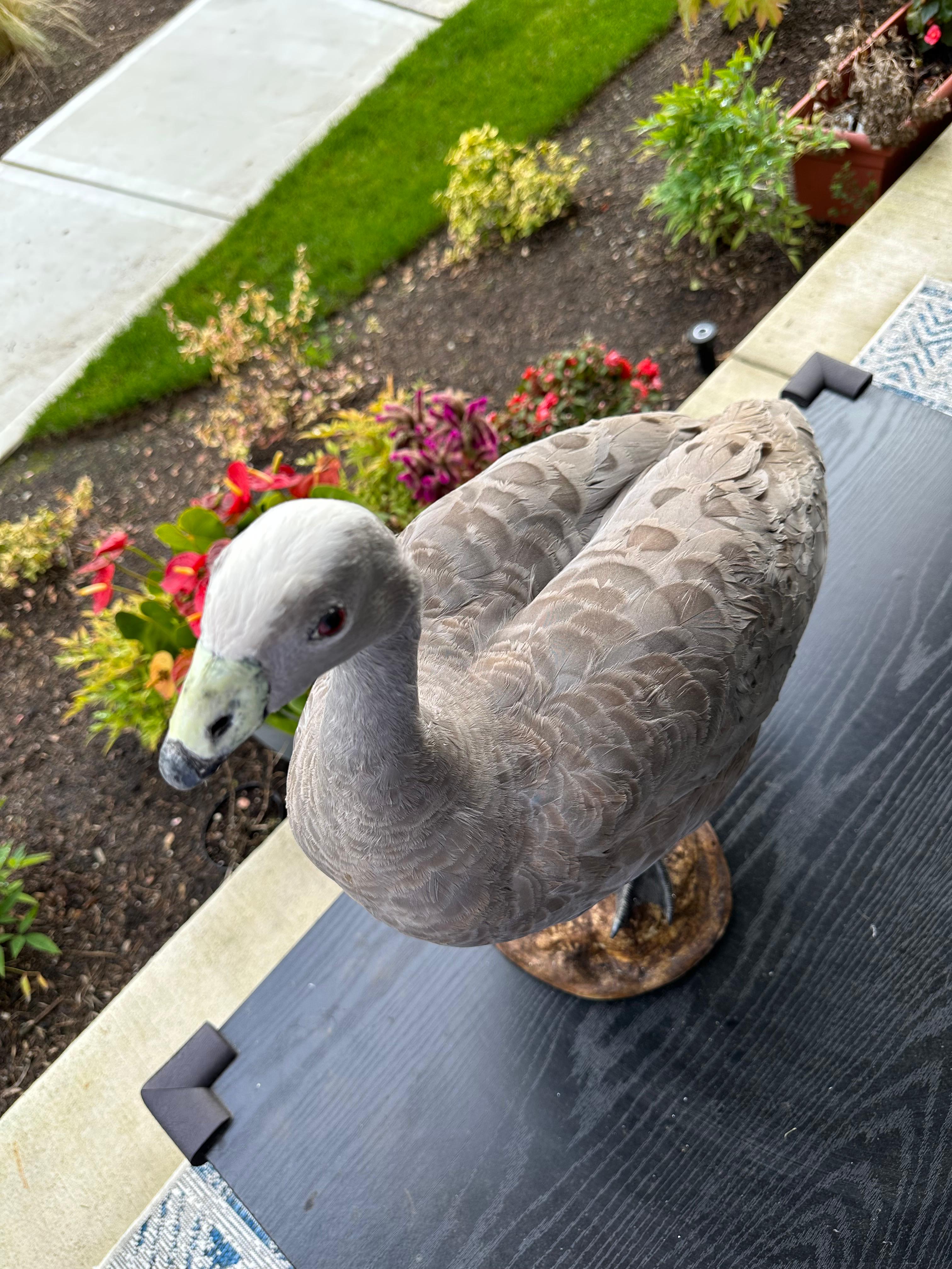 FHSUZ24 -Blue Morph Snow Goose Taxidermy – Anser caerulescens