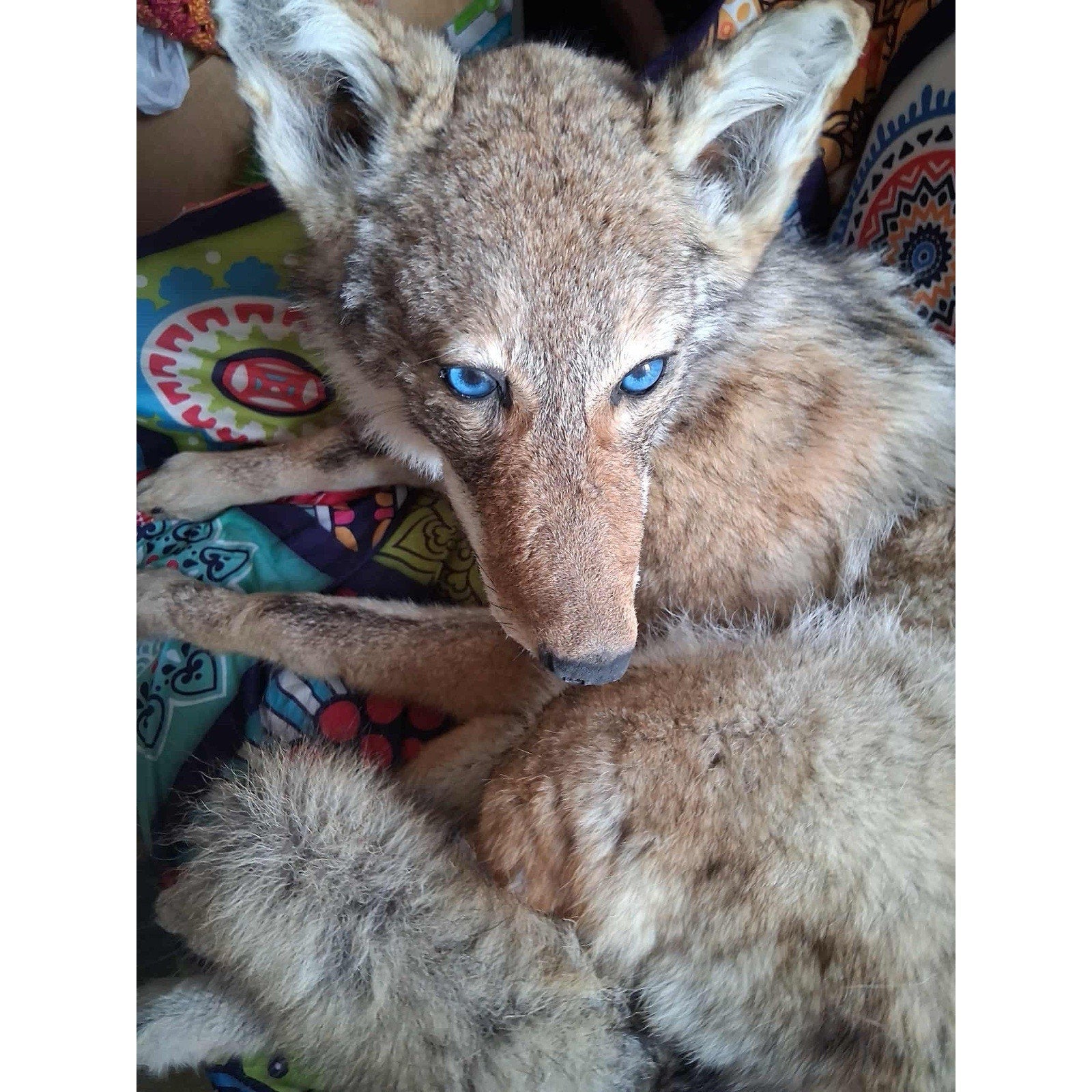 FHKIM272 - Coyote Taxidermy Full Body Mount