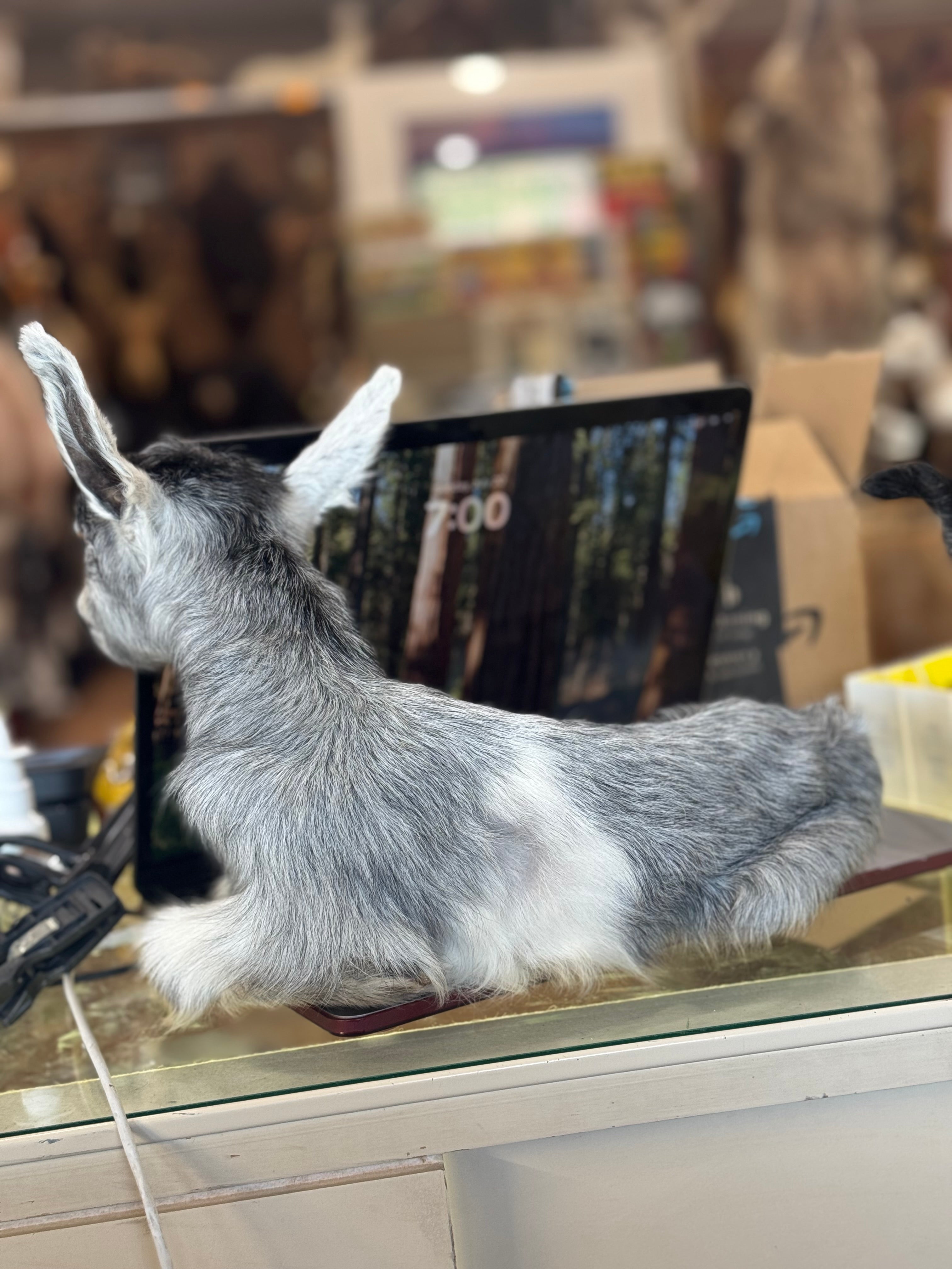 FHGOAT16- Baby goat tiny taxidermy mount free standing