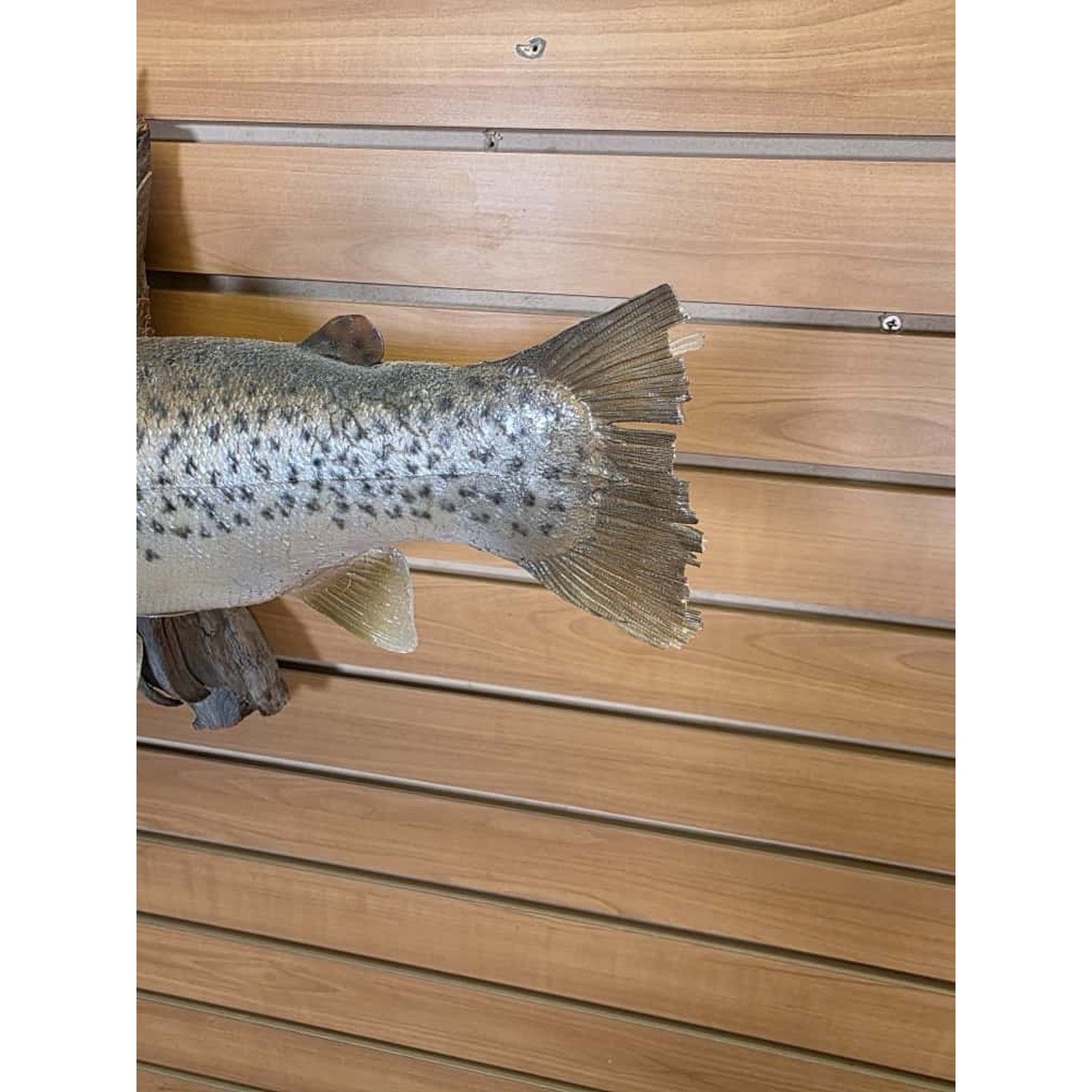 JTV216 - Real Skin Trout Fish Taxidermy Mount 21”