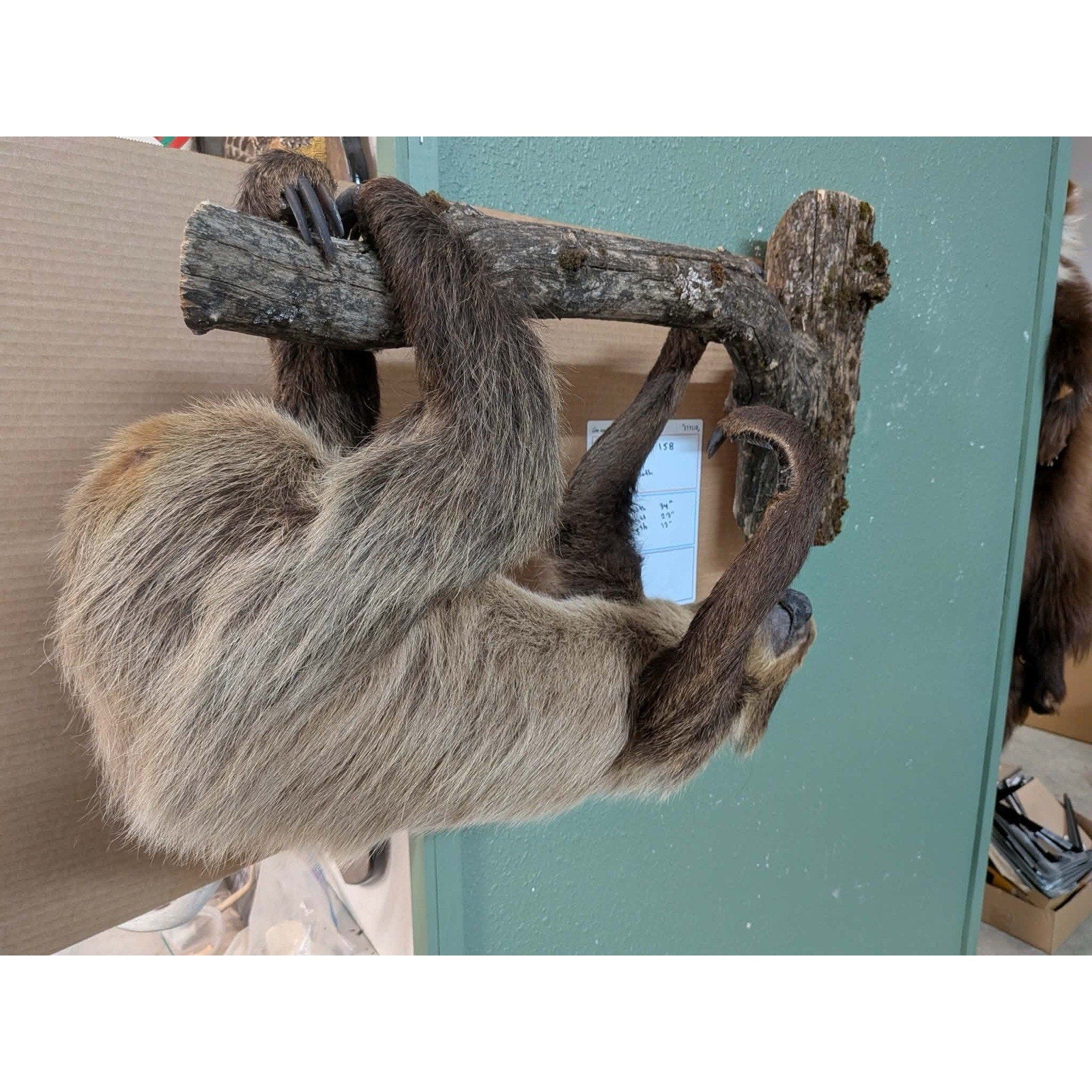 FHPAT158 - New Adult Sloth Taxidermy Mount Full Body