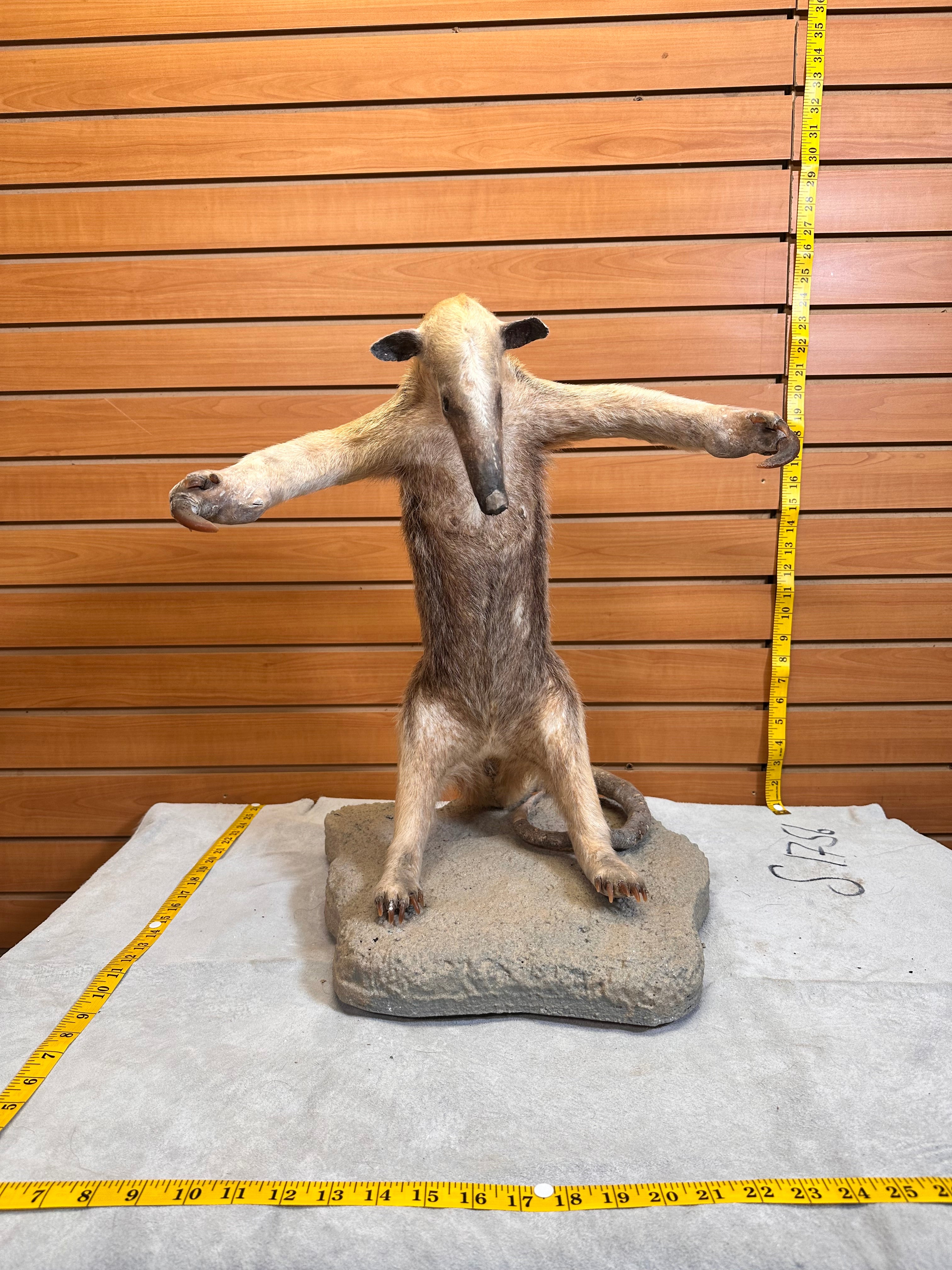 FHPAT7392-Tamandua / Ant Eater Full Body Mount Taxidermy