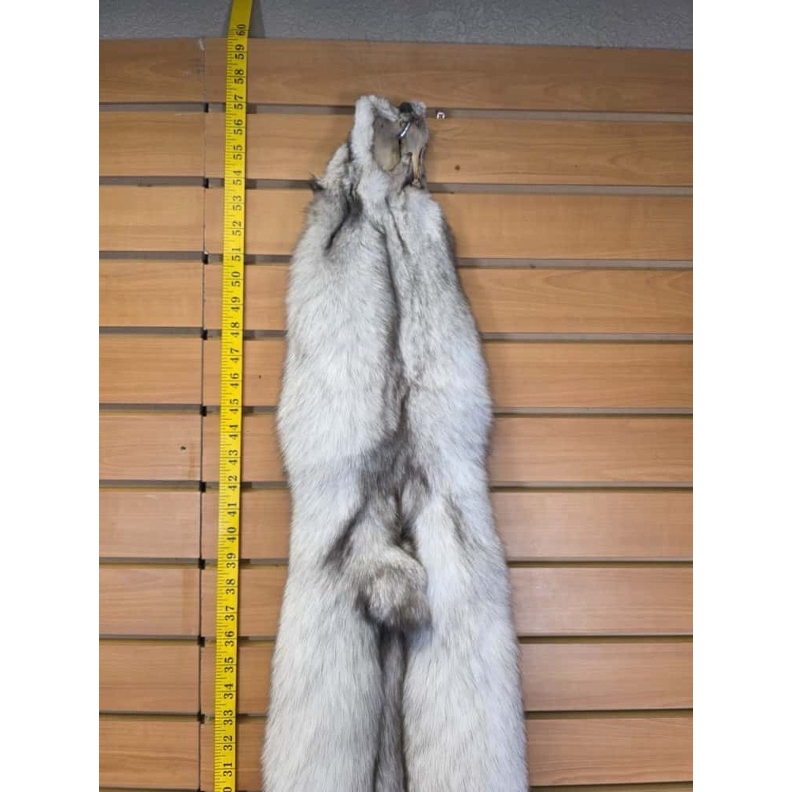 FHCM10 - Soft Tanned Blue Ranch Fox Furs Taxidermy