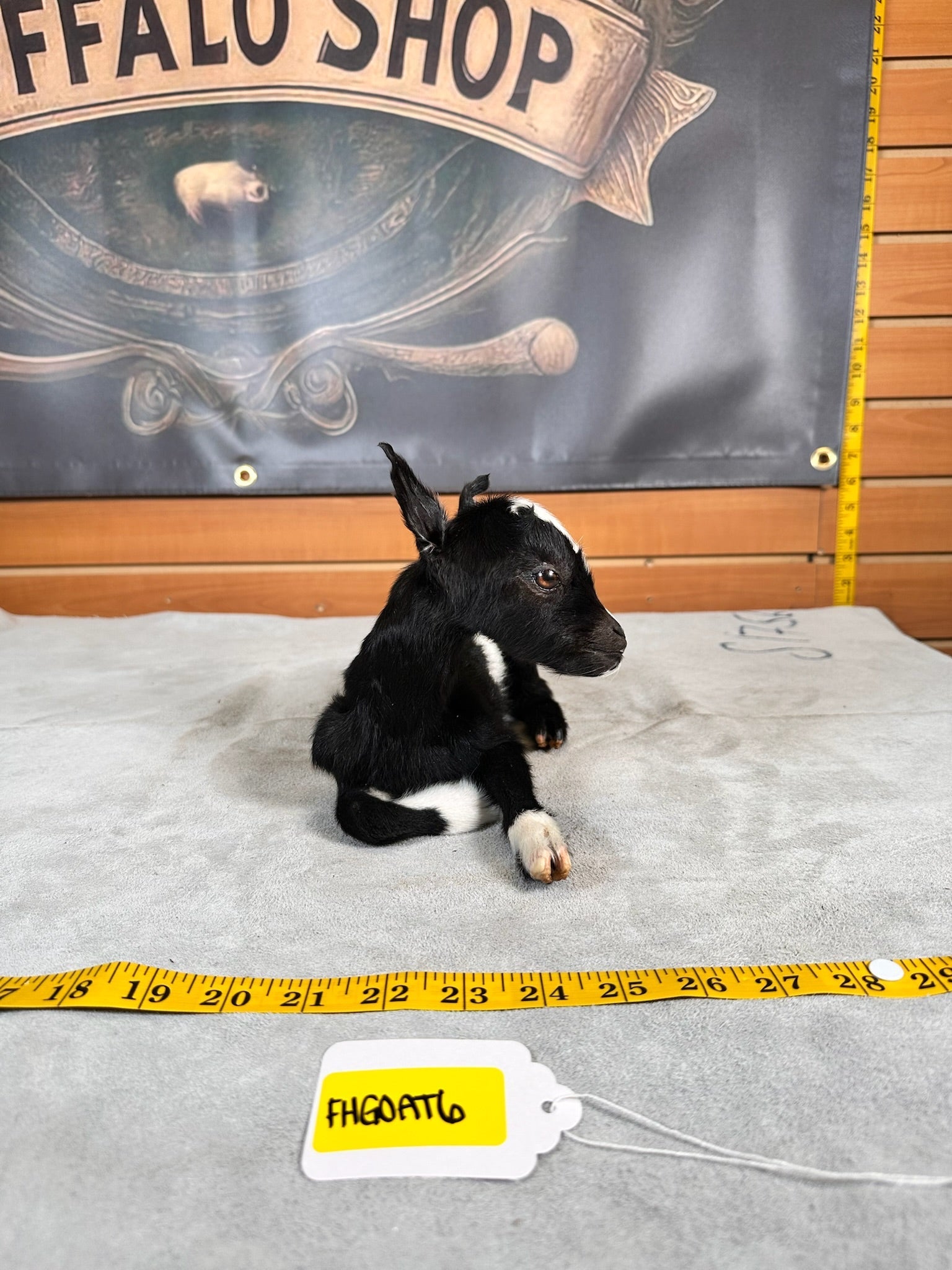 FHGOAT6- Baby goat tiny taxidermy mount free standing