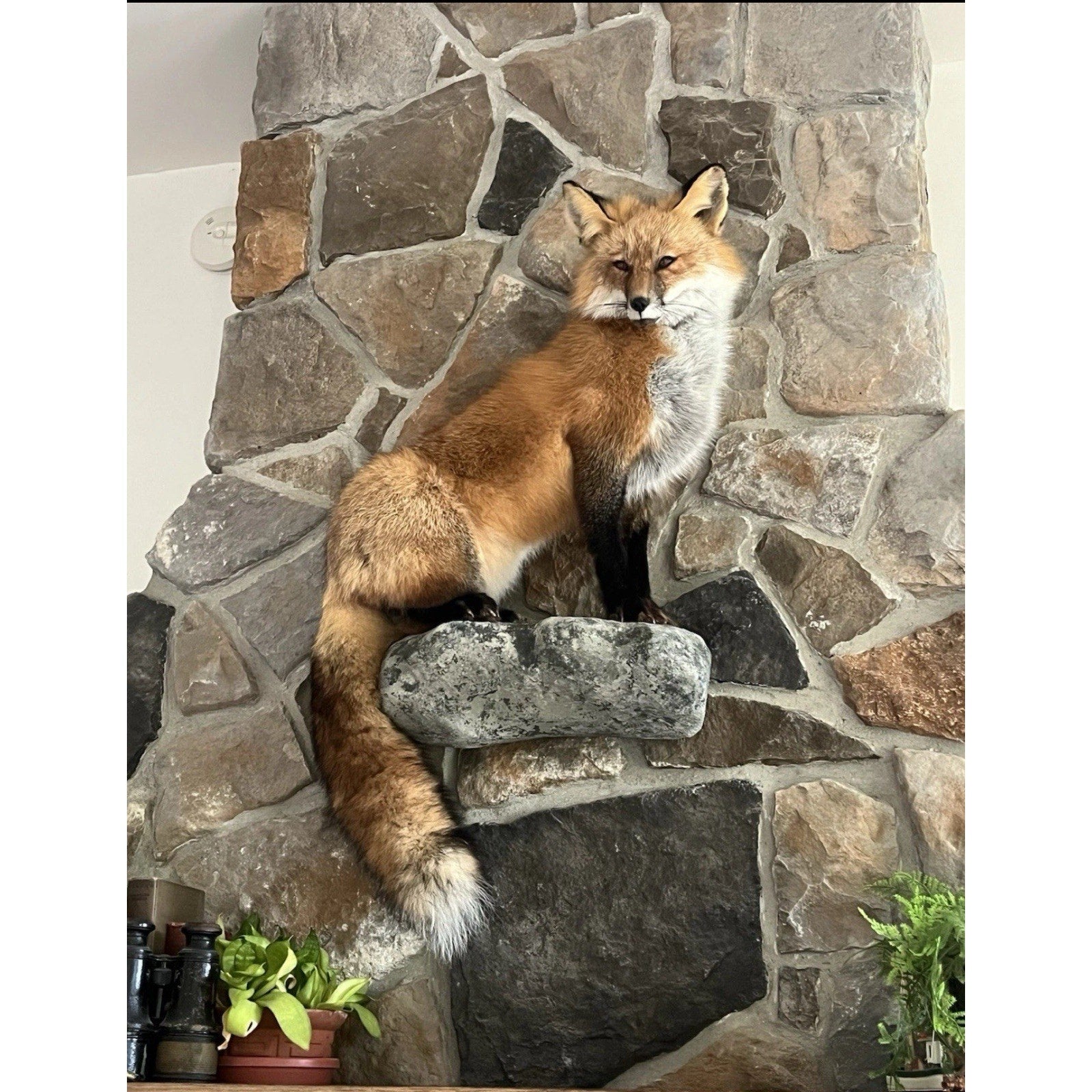 FHWA0727 - Red Fox Taxidermy Full Body Mount