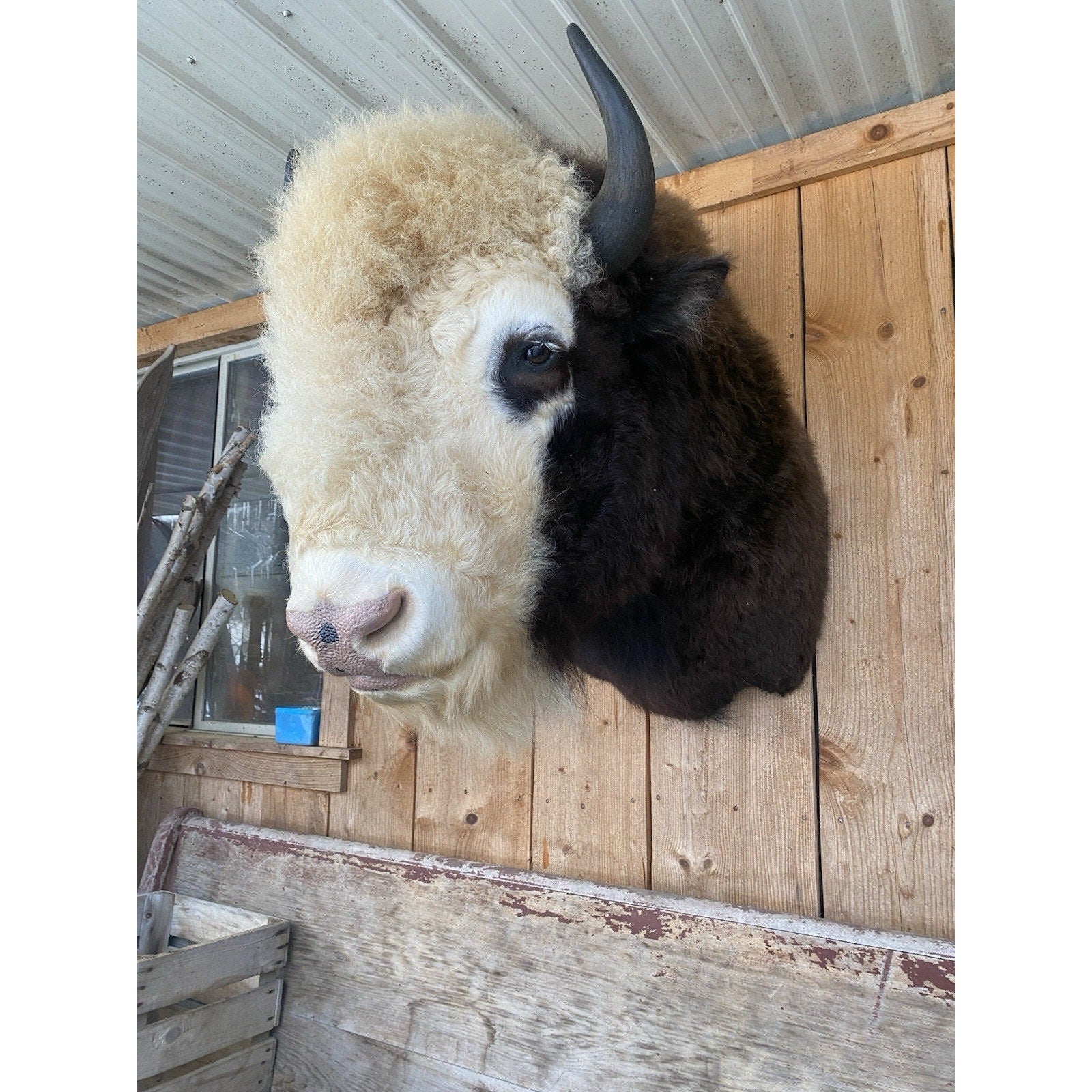 FHDAR41- Rare Sacred White-faced Buffalo Bison Taxidermy Shoulder mount