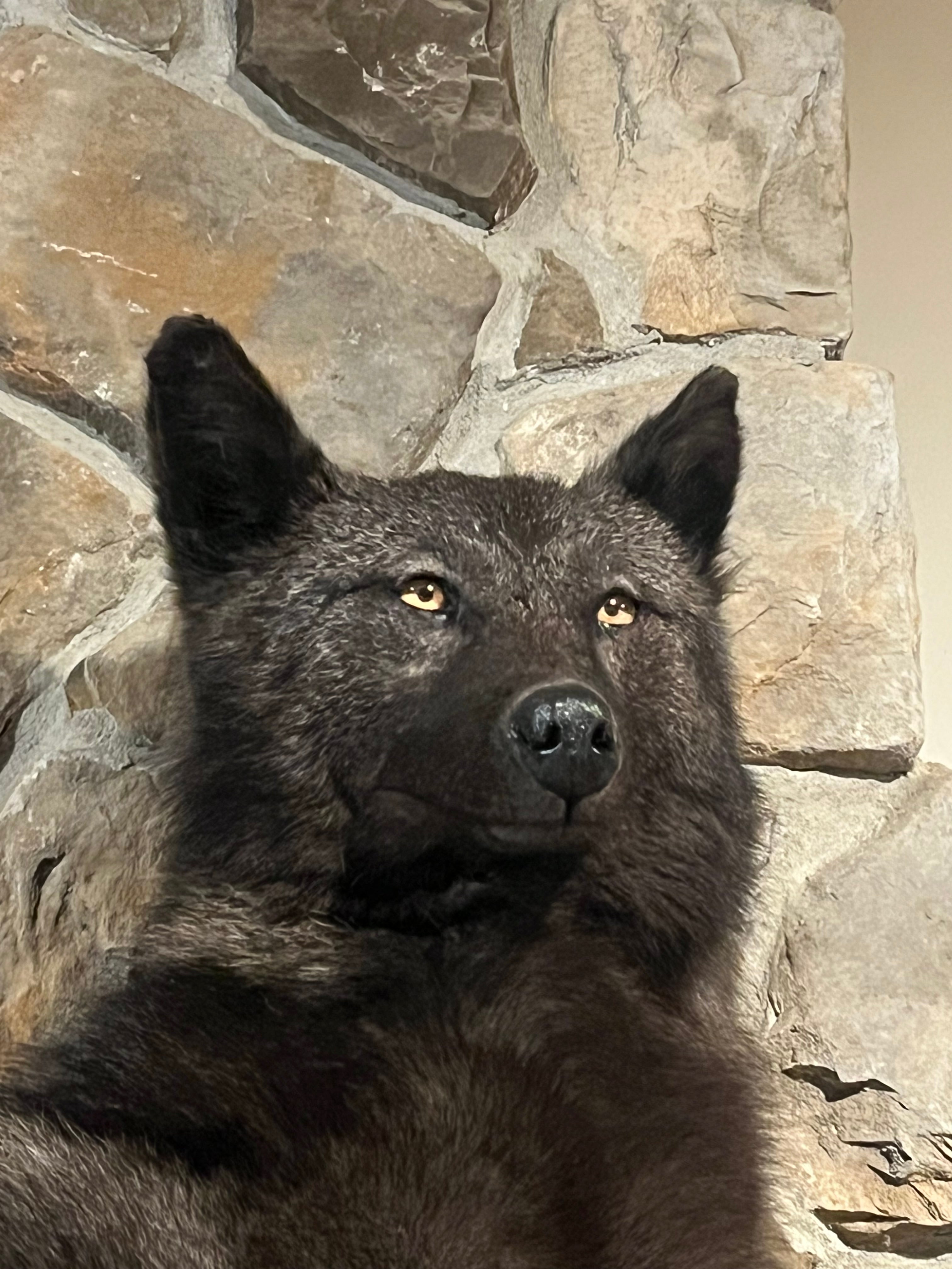 FHWL16 - Black Alaskan wolf Taxidermy mount
