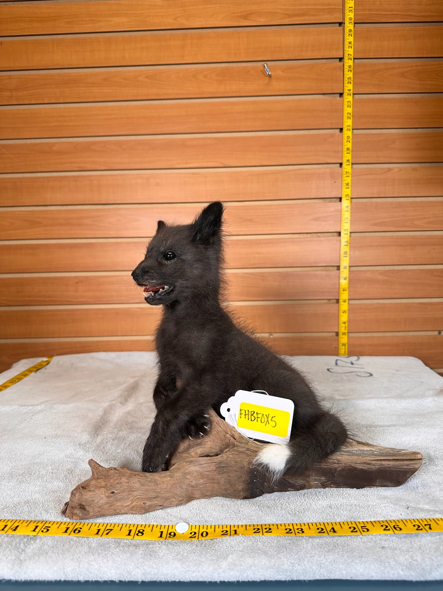 FHBFOX5- baby fox taxidermy mount