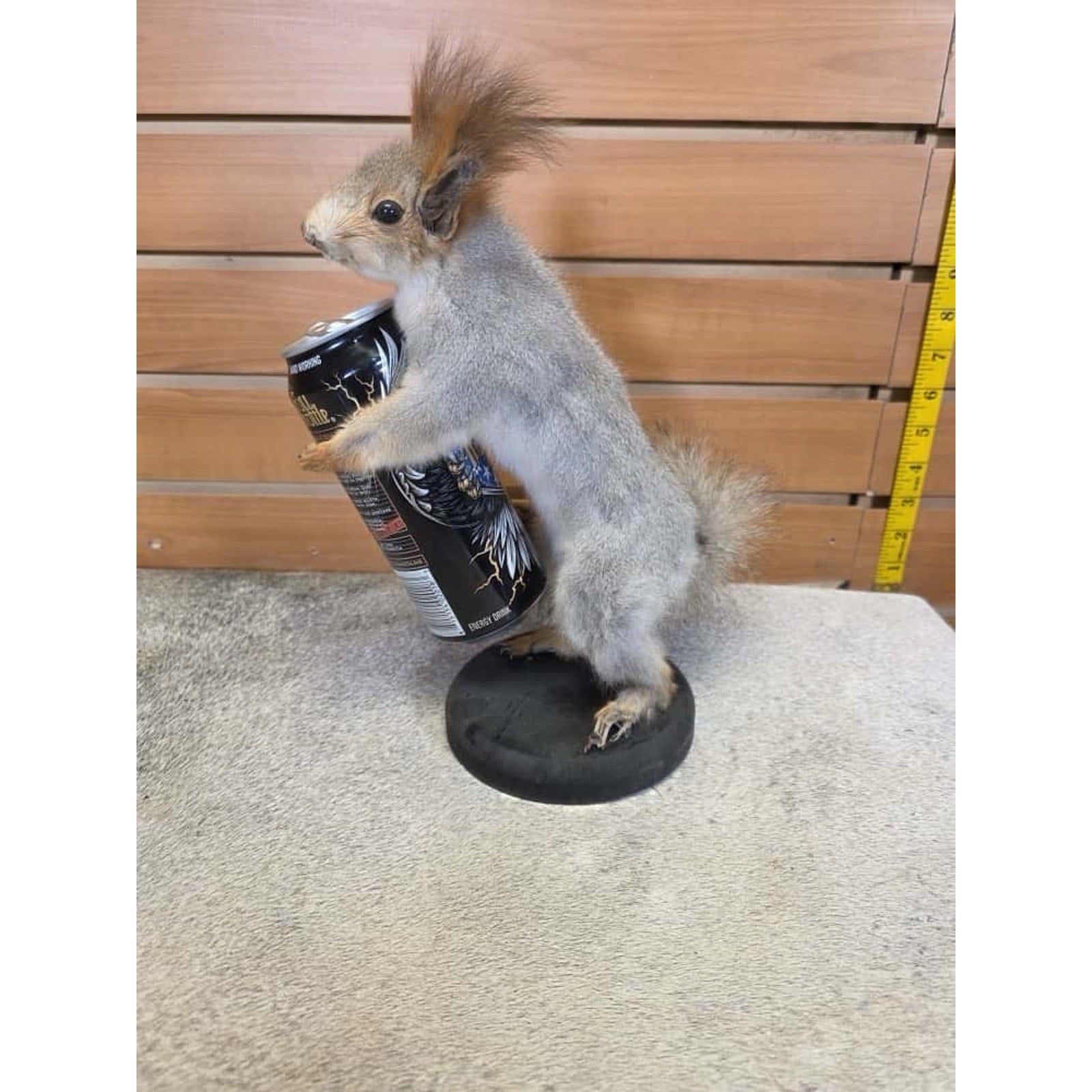 JTV249 - Vintage eurasian Squirel Taxidermy Mount
