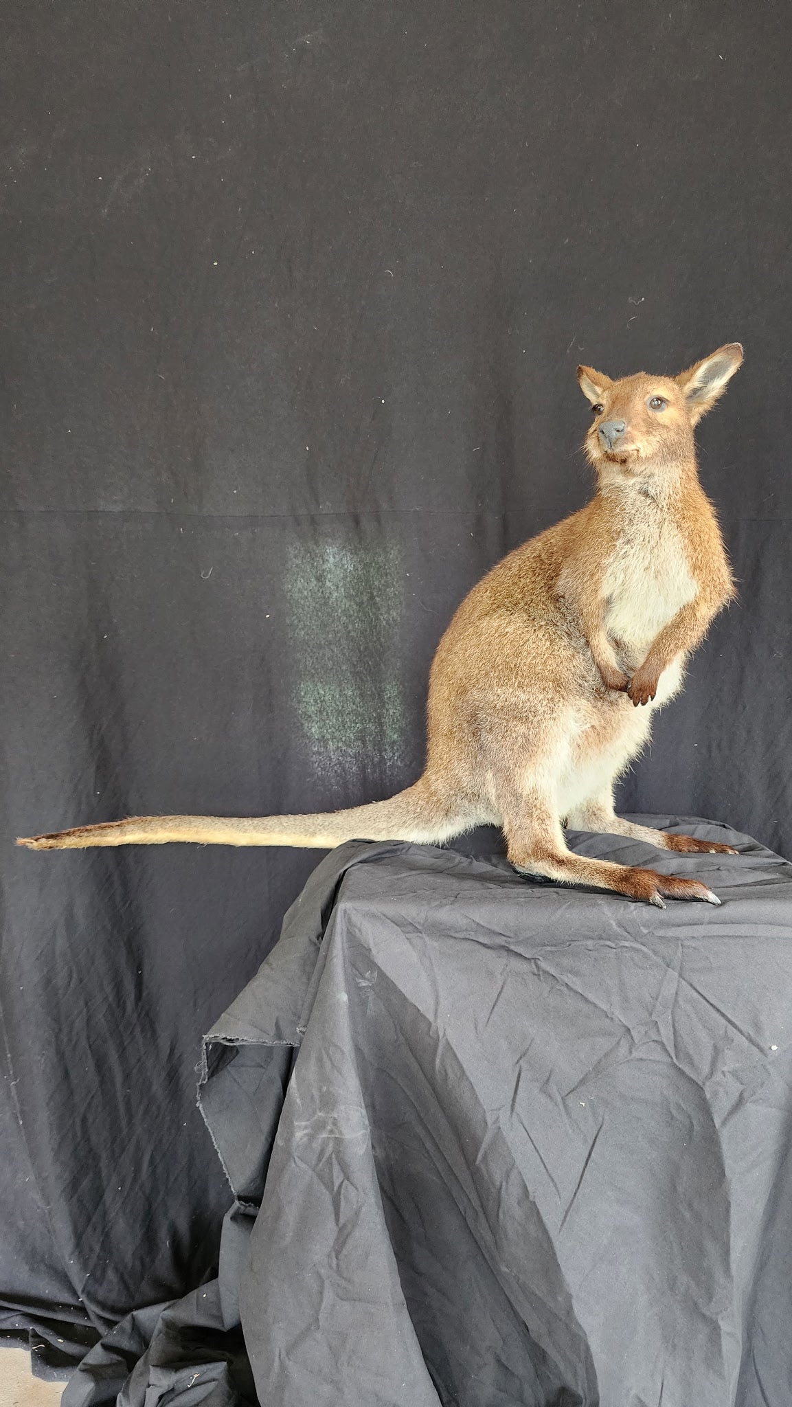 FHBRAD3 - wallaby Kangaroo Taxidermy Mount