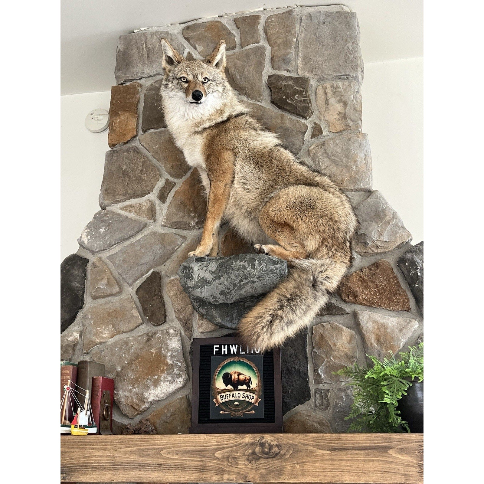 FHWL110 - Coyote Museum Quality Wall mount Taxidermy