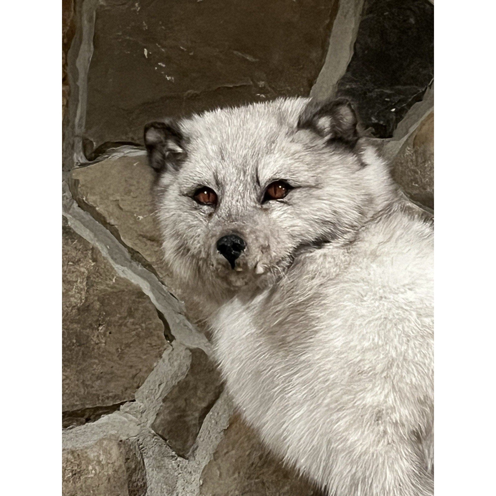 FHWL4 - Massive Blue Ranch Fox Taxidermy Full Body Mount