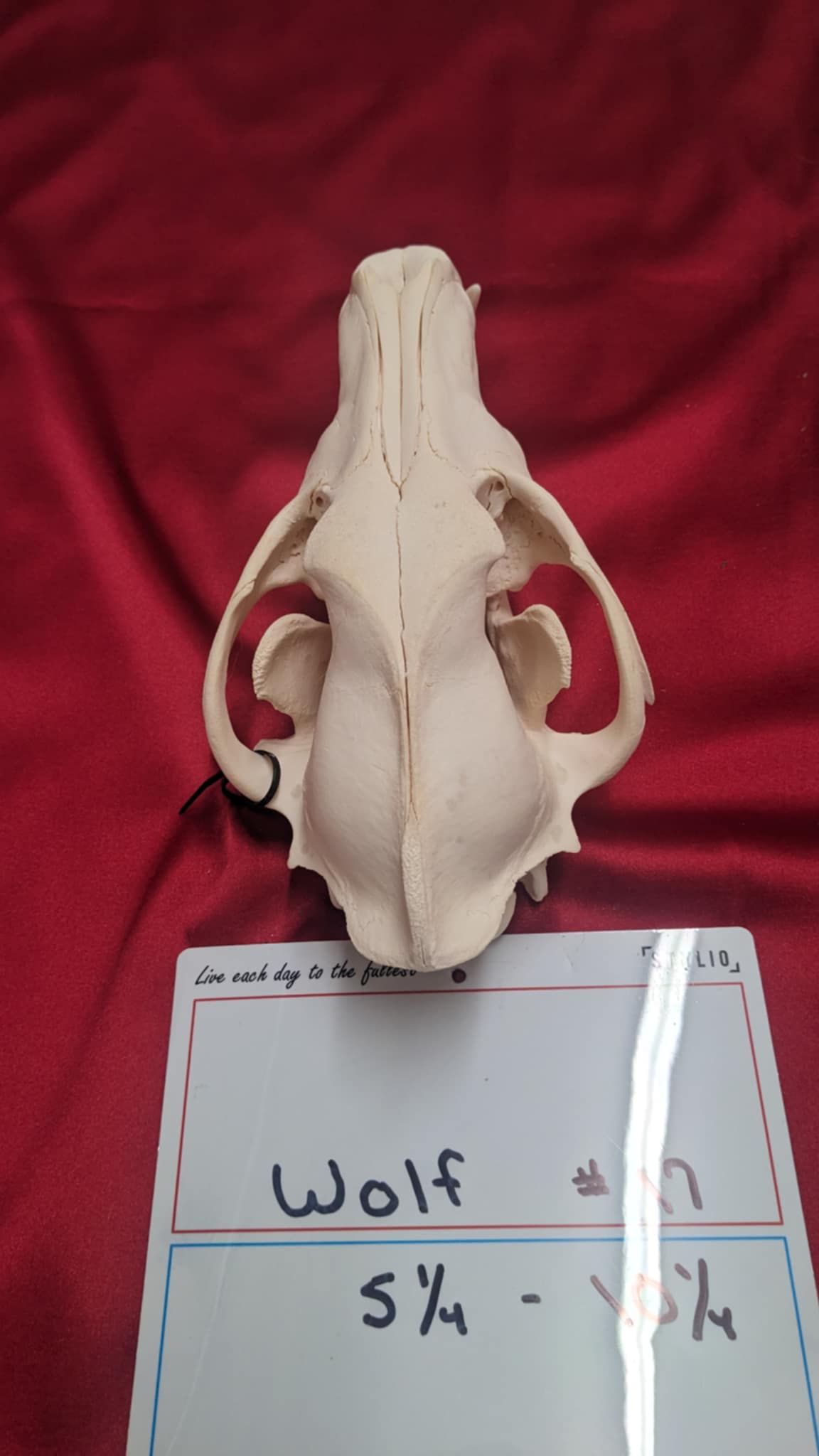 FHPAT1-Alaskan Wolf Skull perfect teeth