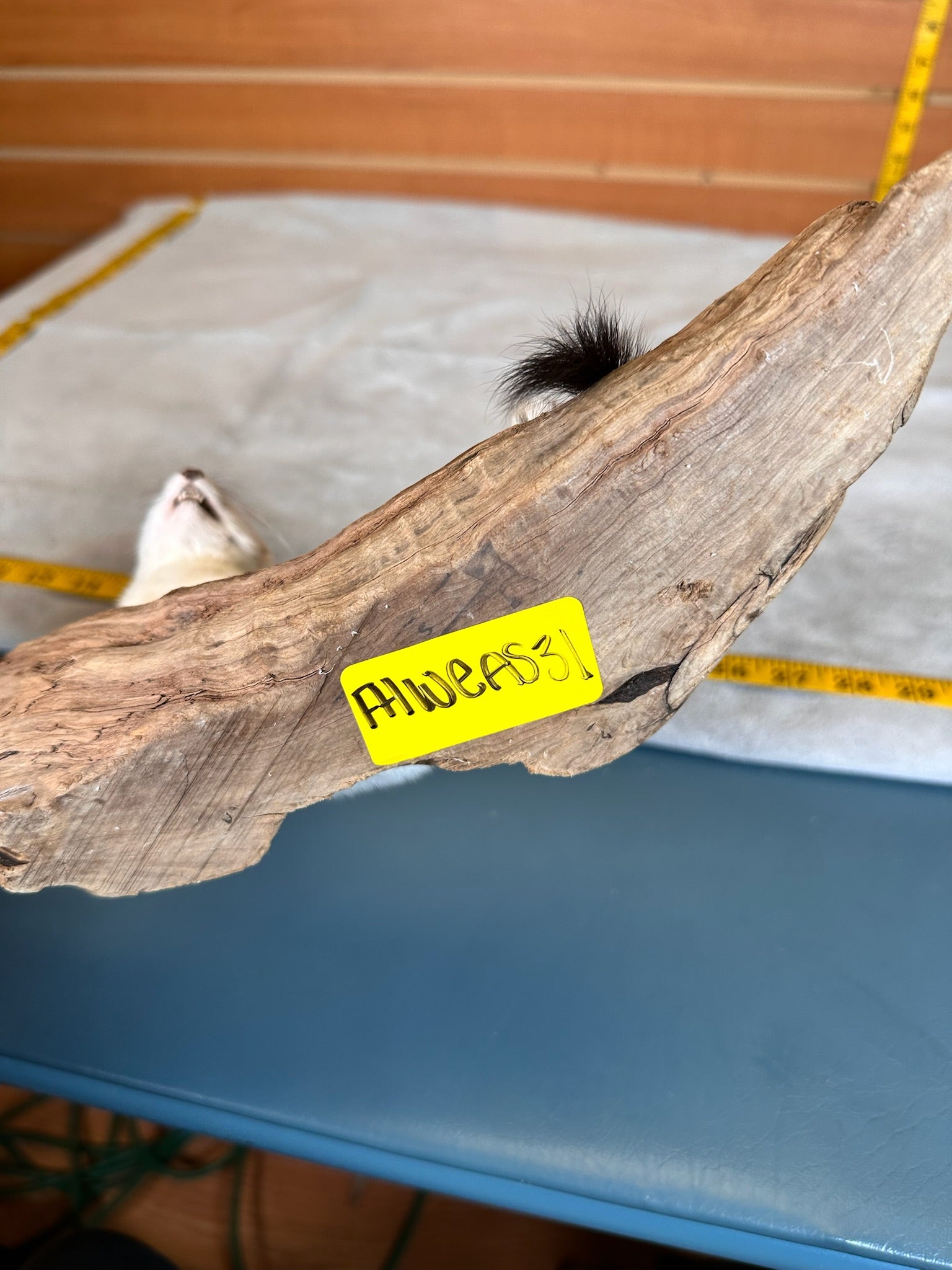 FHWEAS31 - Beautiful Adorable Weasel Ermine Small Animal Taxidermy