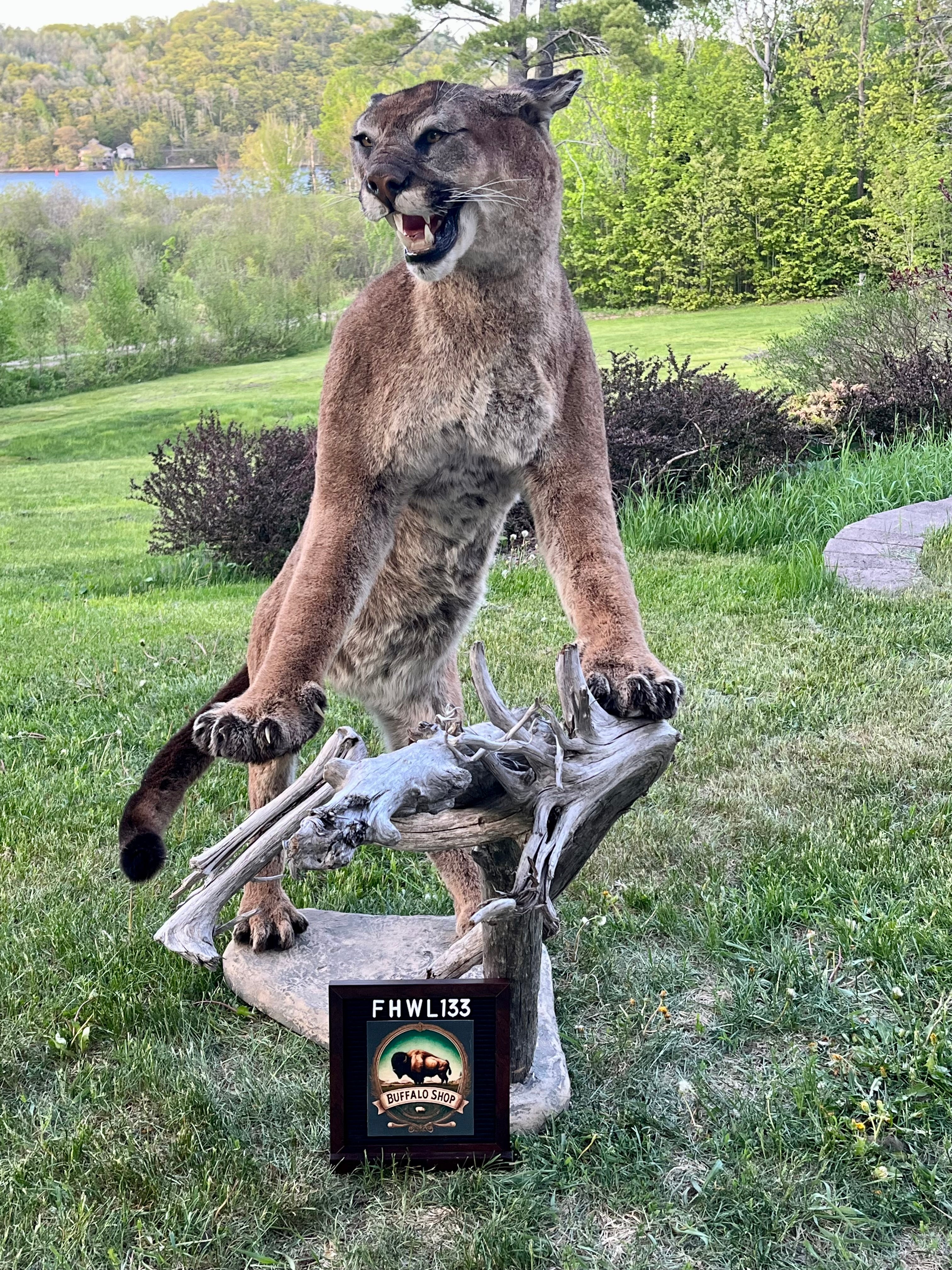 FHWL133 - massive Cougar aggressive Lifesize Taxidermy Mount