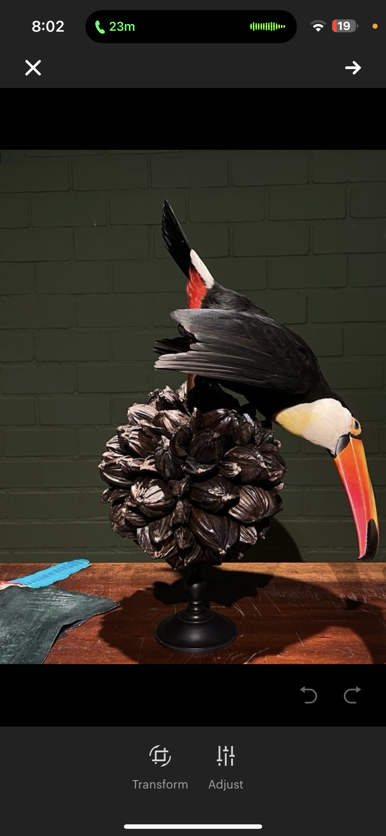 Museum Quality Real Toco Toucan Taxidermy Mount Beautiful Colors
