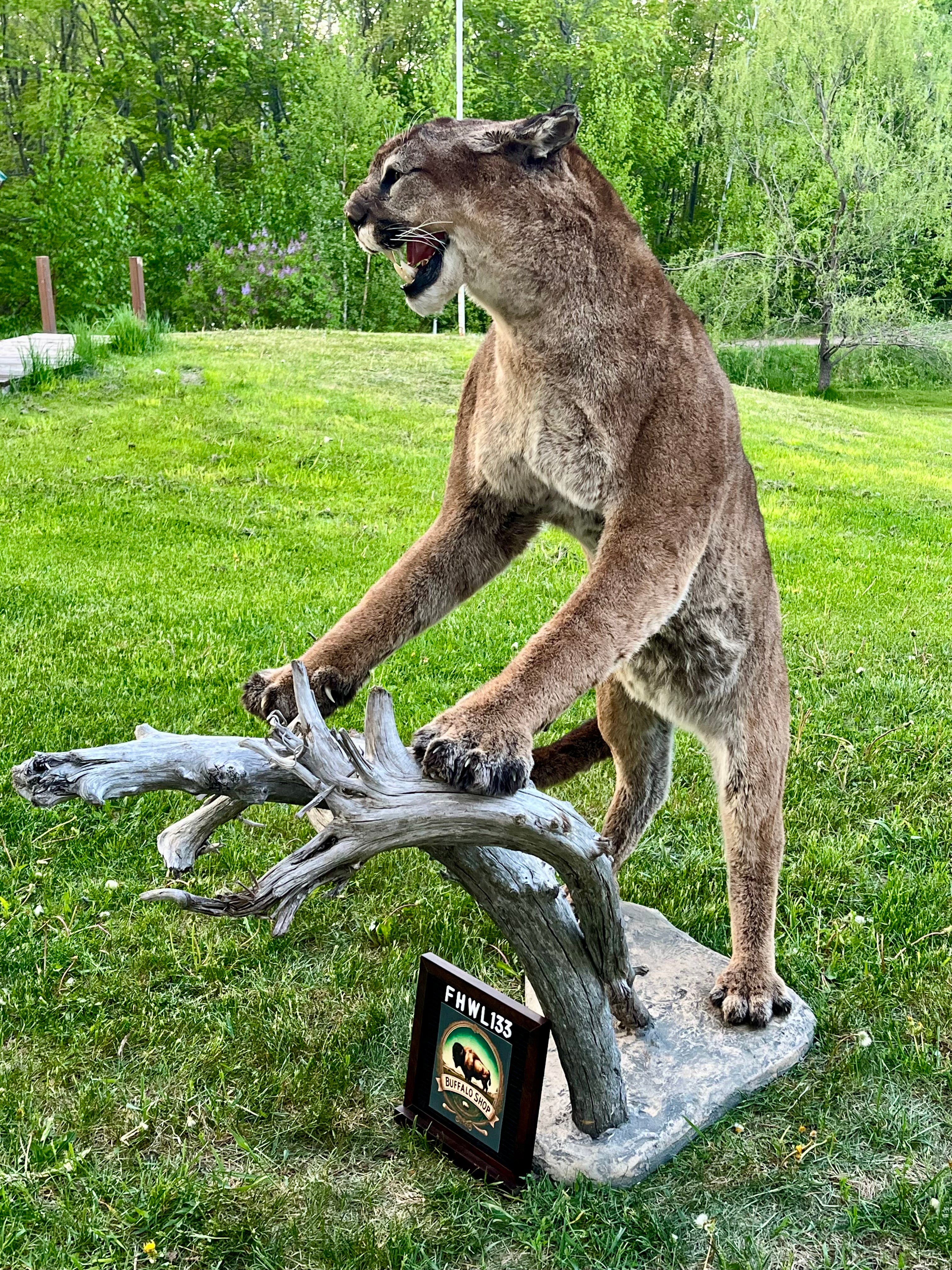 FHWL133 - massive Cougar aggressive Lifesize Taxidermy Mount