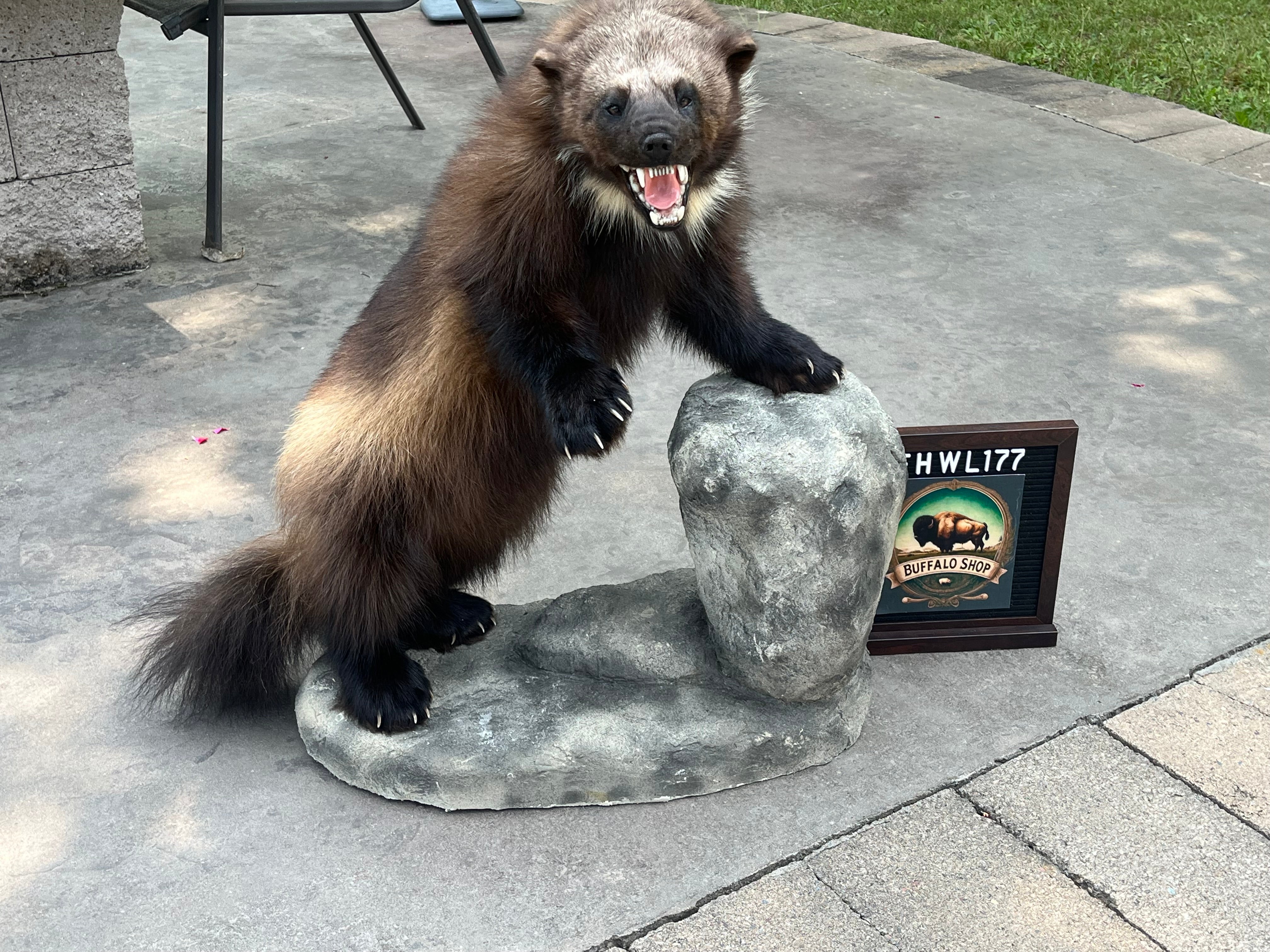 FHWL177 - Beautiful Aggressive Alaskan Wolverine Prime Fur Taxidermy Mount