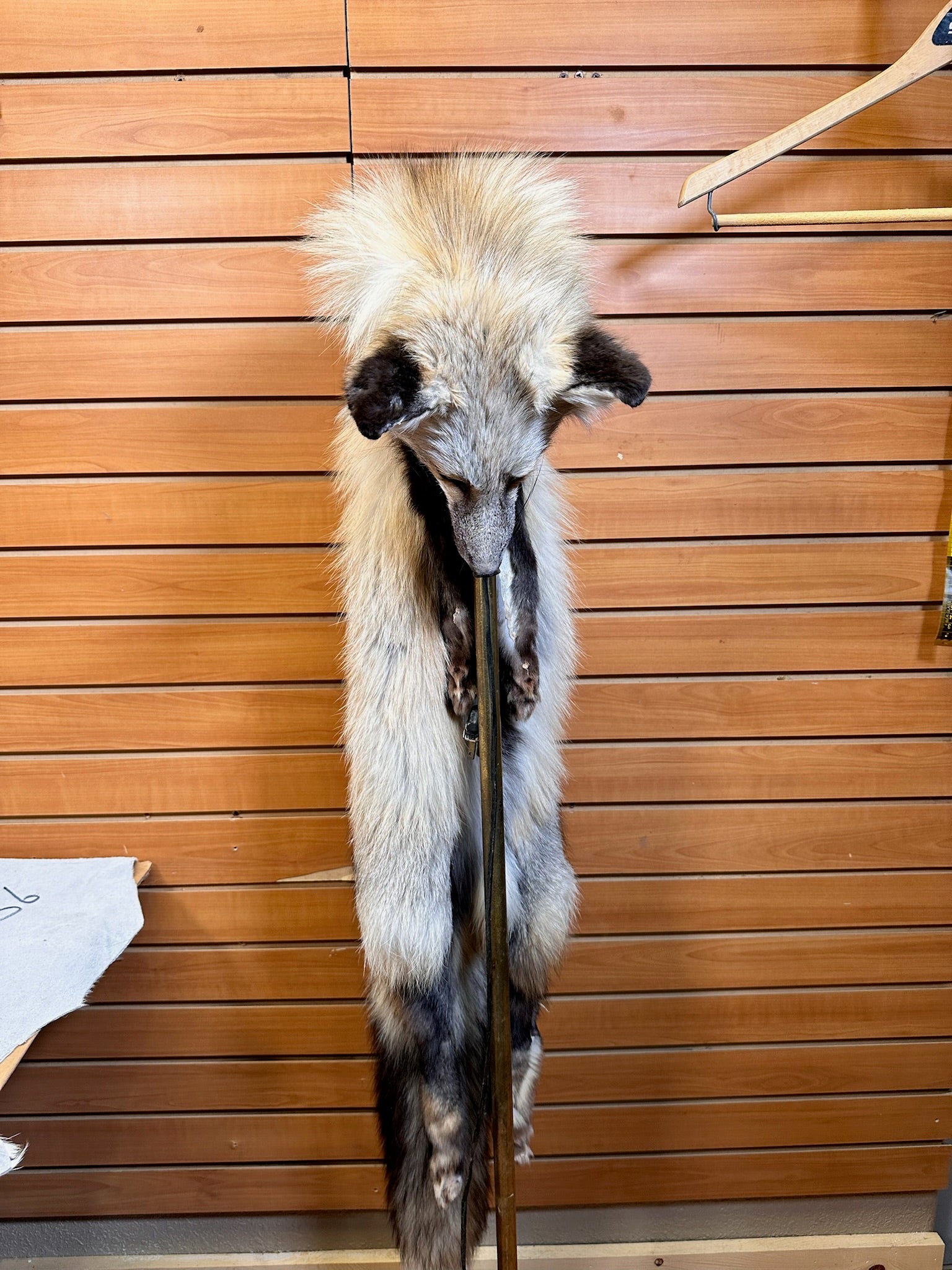 FH208-red fox skin with mounted head