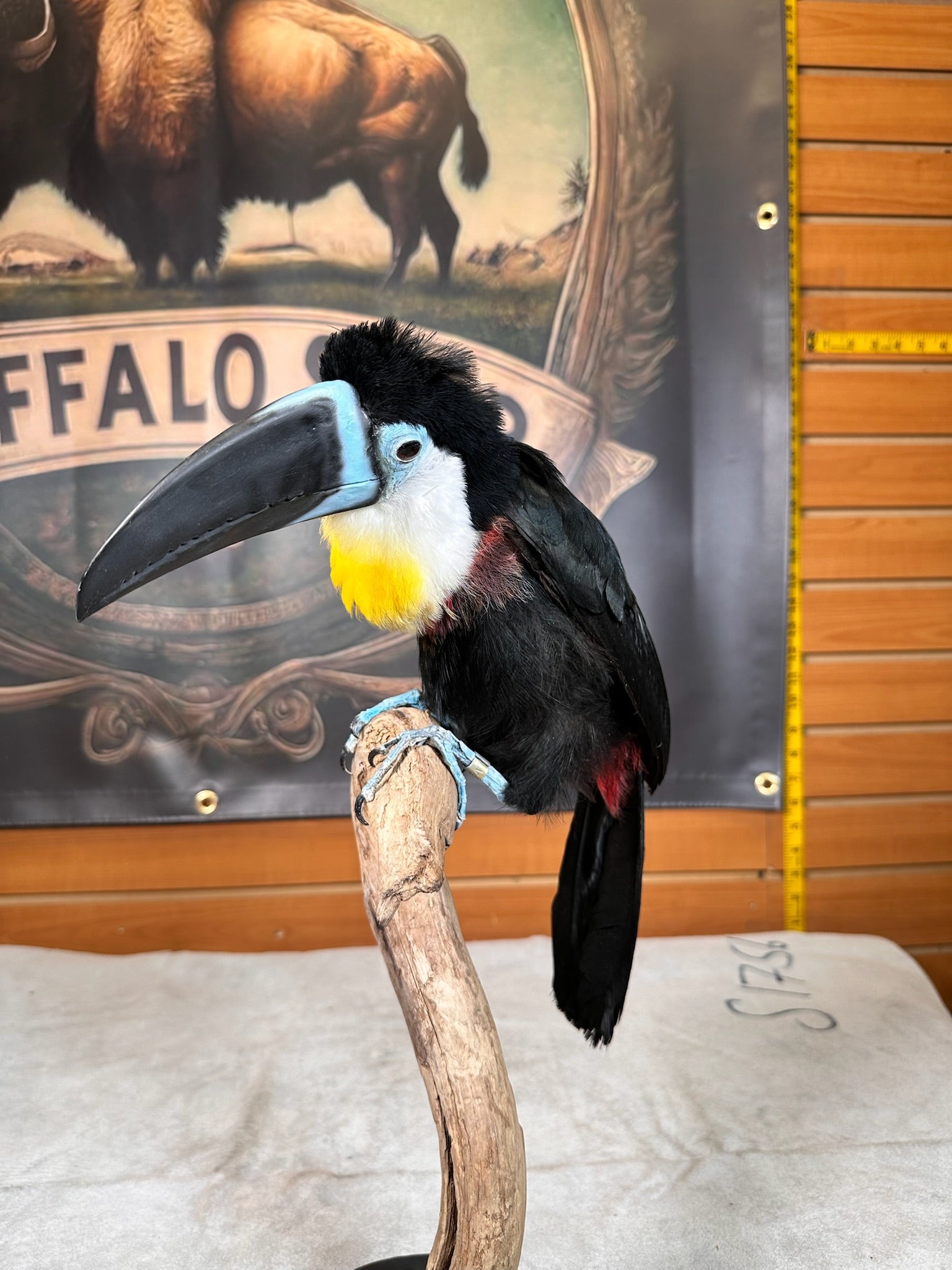 FHBIRD16-channel-billed toucan (Ramphastos vitellinus) Taxidermy Mount