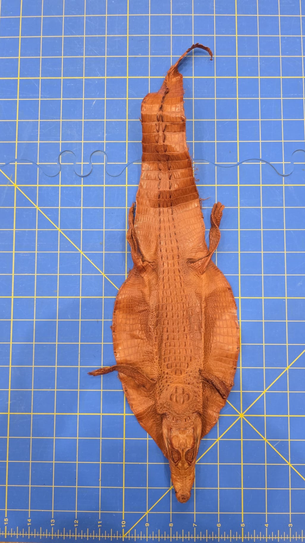 Jvn7 - Dyed Alligator Skin Pelt Leather