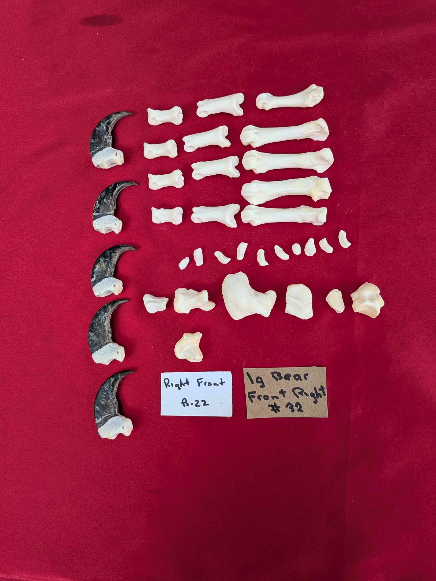 FHPAT556 - Black bear and Cougar paw full skeleton