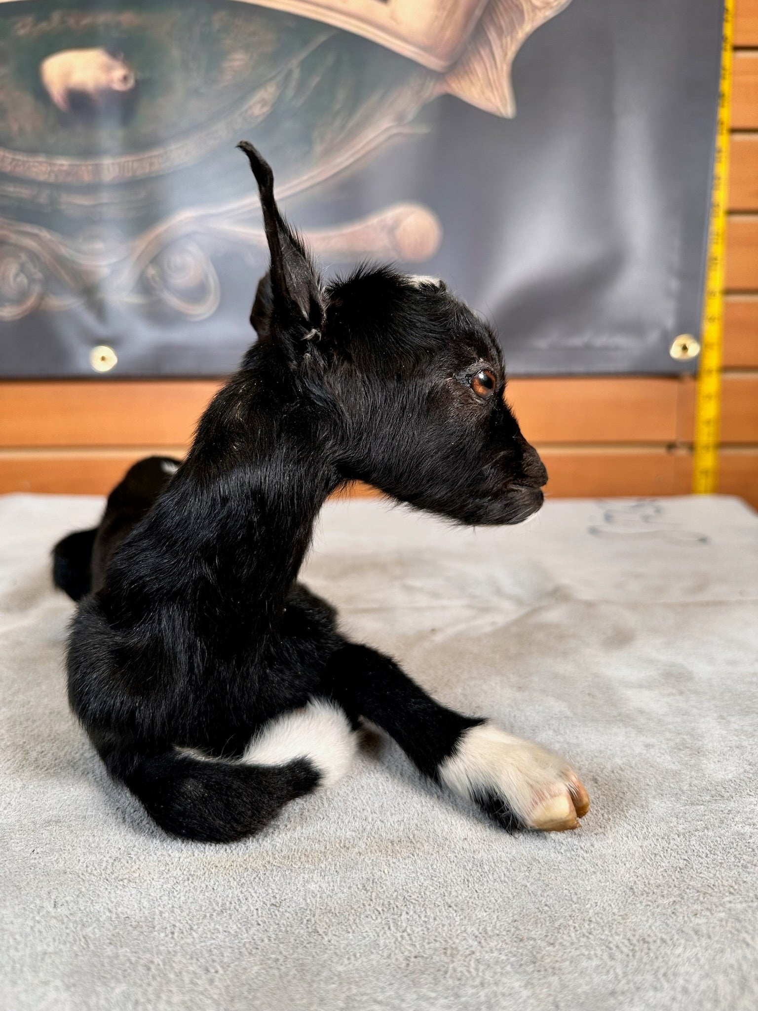 FHGOAT6- Baby goat tiny taxidermy mount free standing