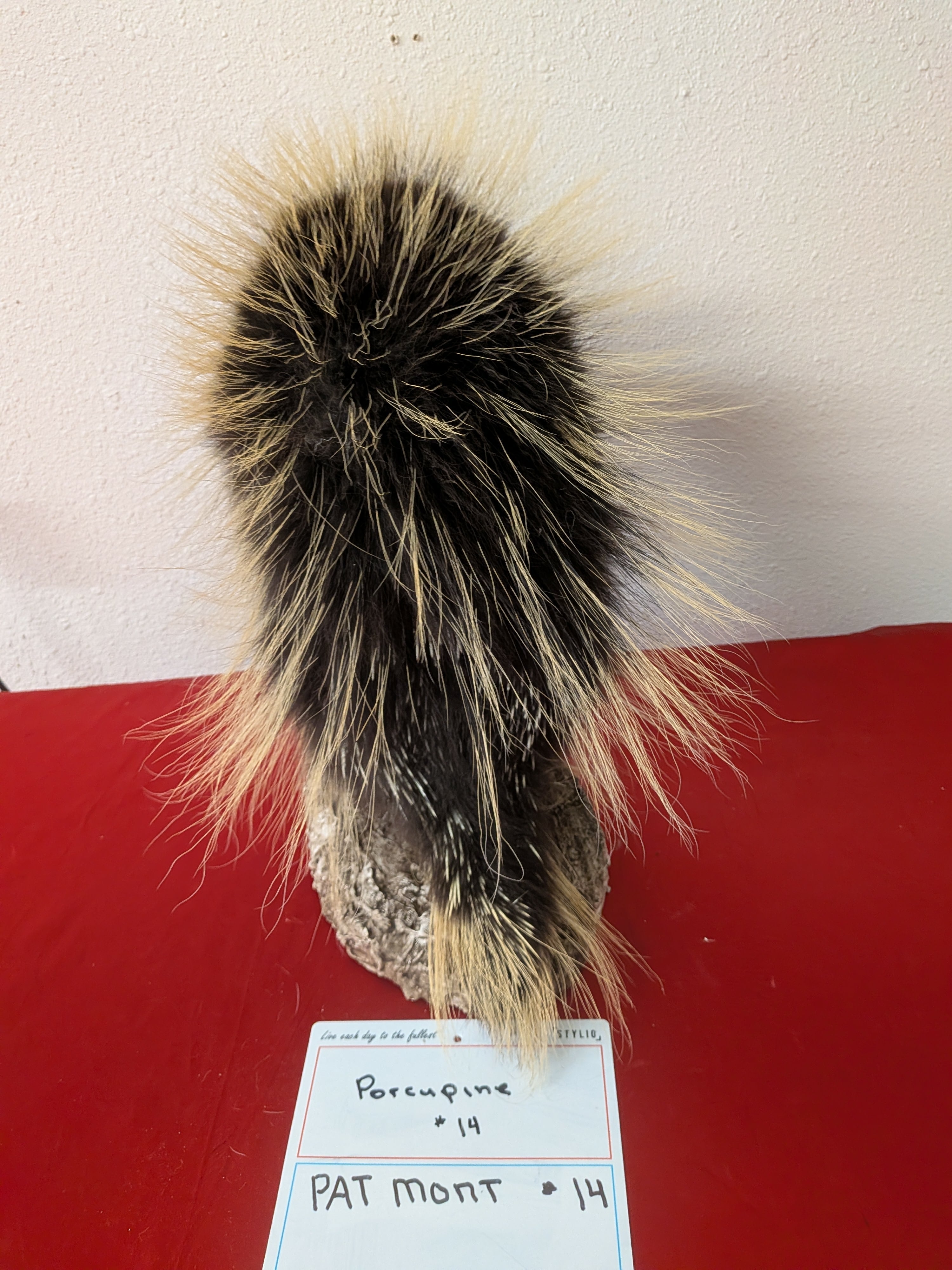 FHPAT14- Beautiful Montana Prime Winter Porcupine Full Taxidermy Mount
