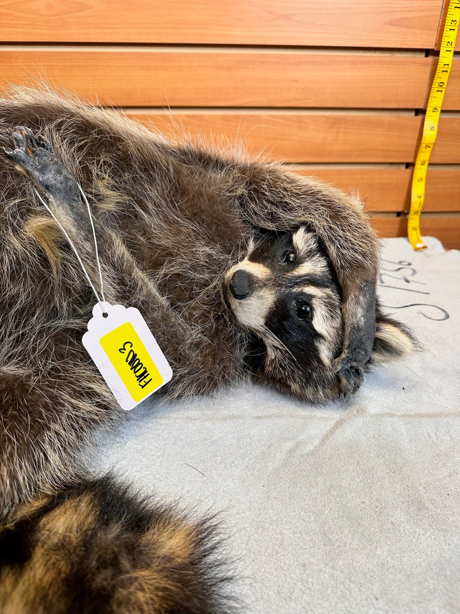 FHCOON3- raccoon taxidermy mount