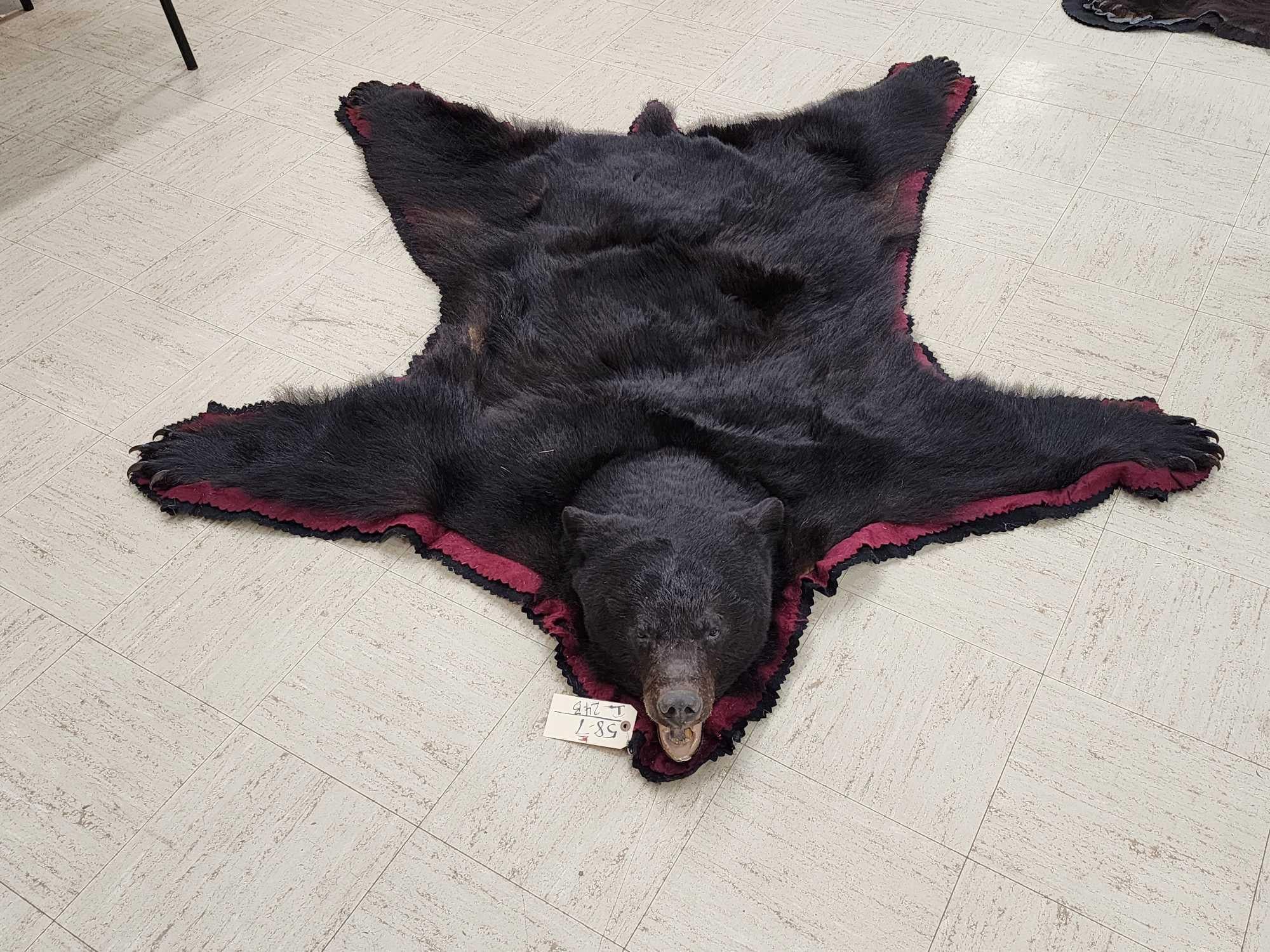 FHCM50 - premium Black Bear Rug Taxidermy