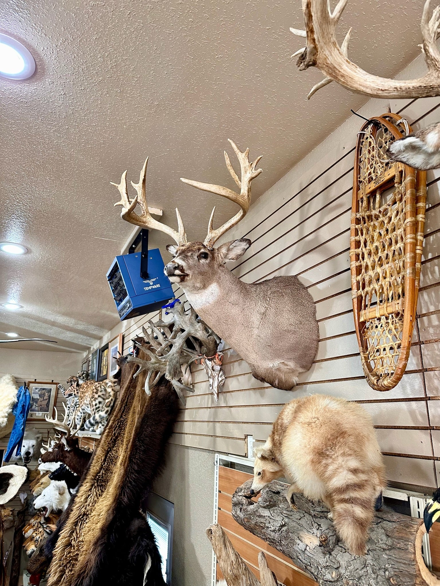 FH195- four whitetail taxidermy mounts