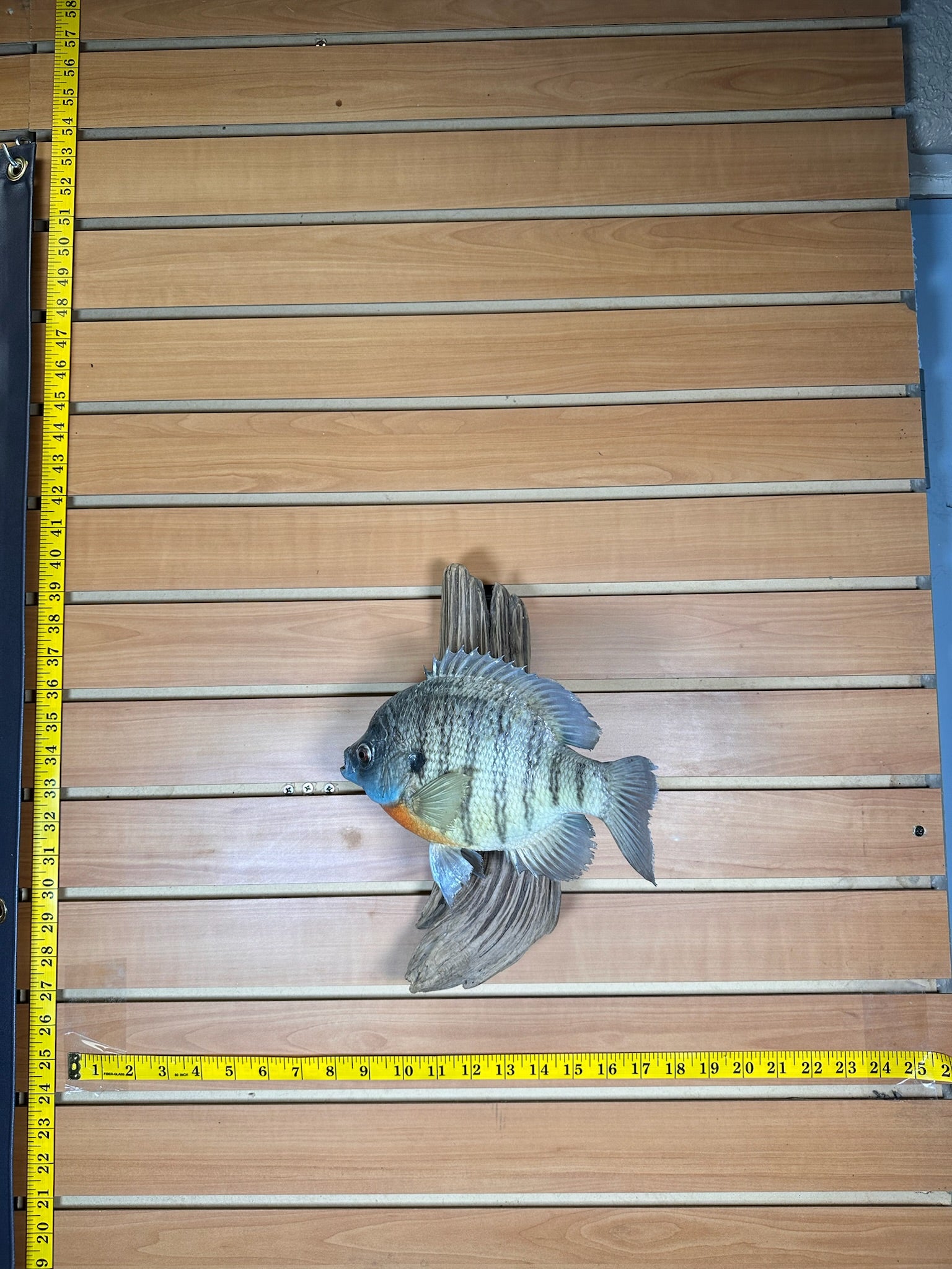FHFISH13- Sunfish fish taxidermy mount