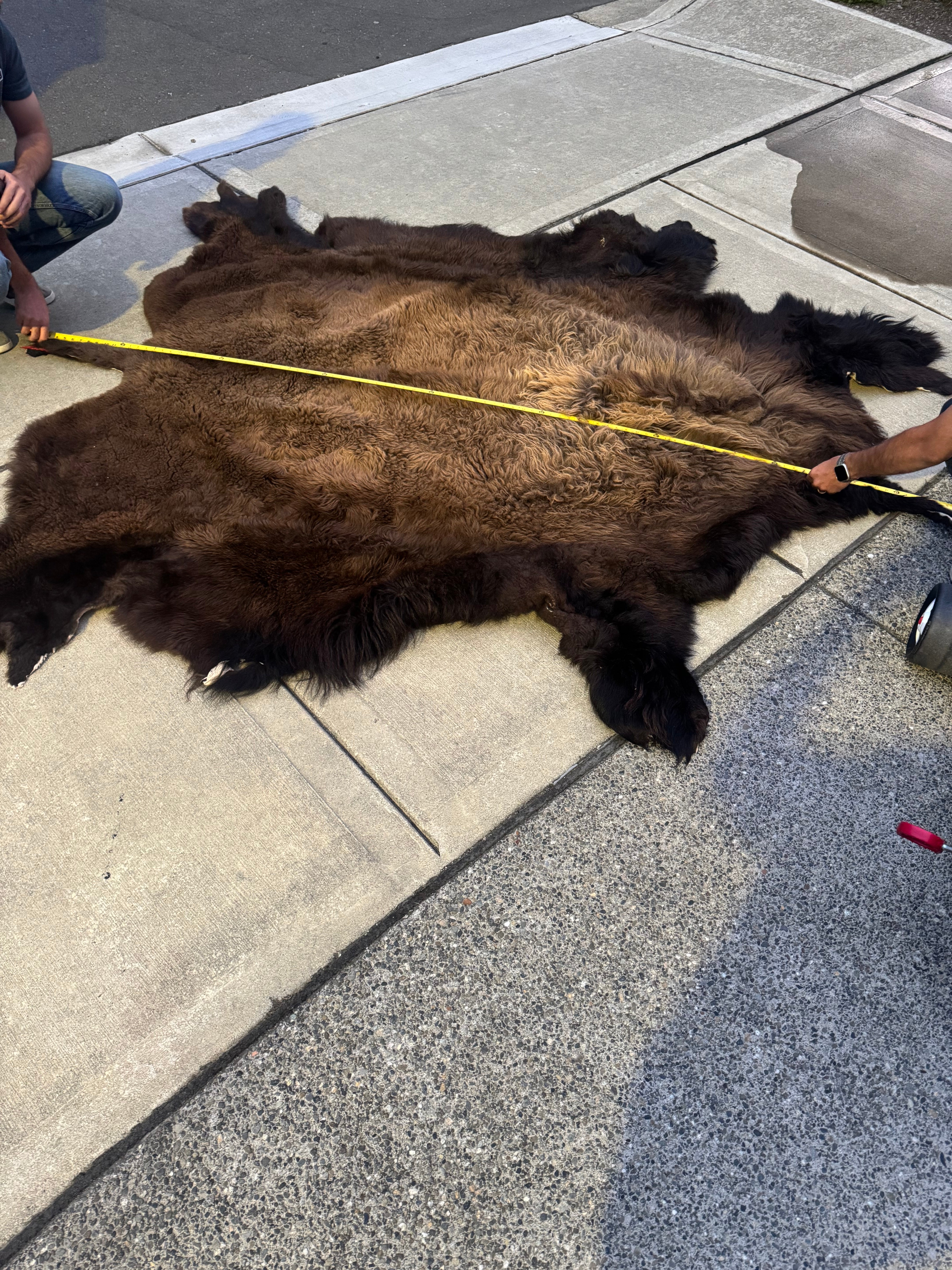 FHWA556 - XXL premium Prime Real Buffalo / Bison Fresh Taxidermy Rug Hide