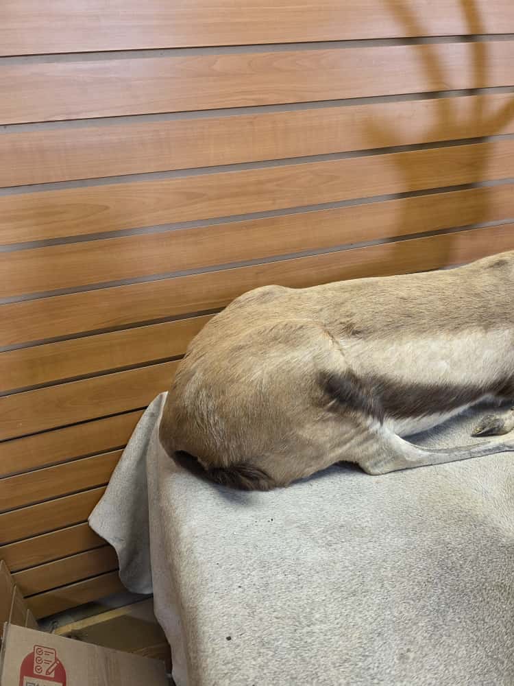 FHCM45 - Thompsons Gazelle Full Body Taxidermy Mount