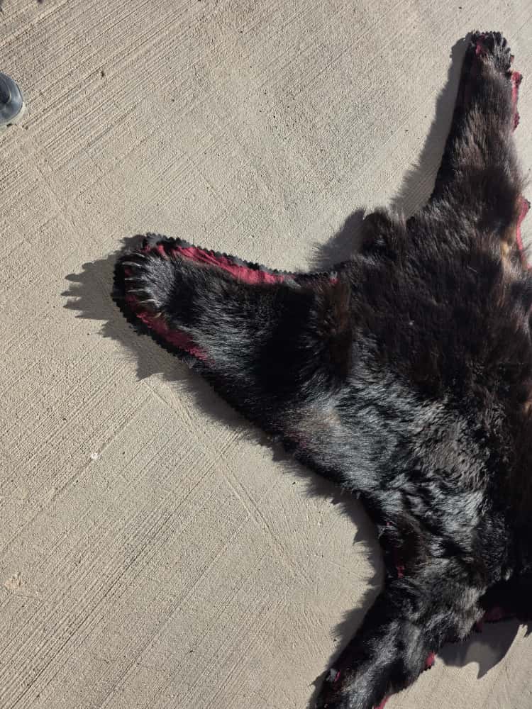 FHCM50 - premium Black Bear Rug Taxidermy