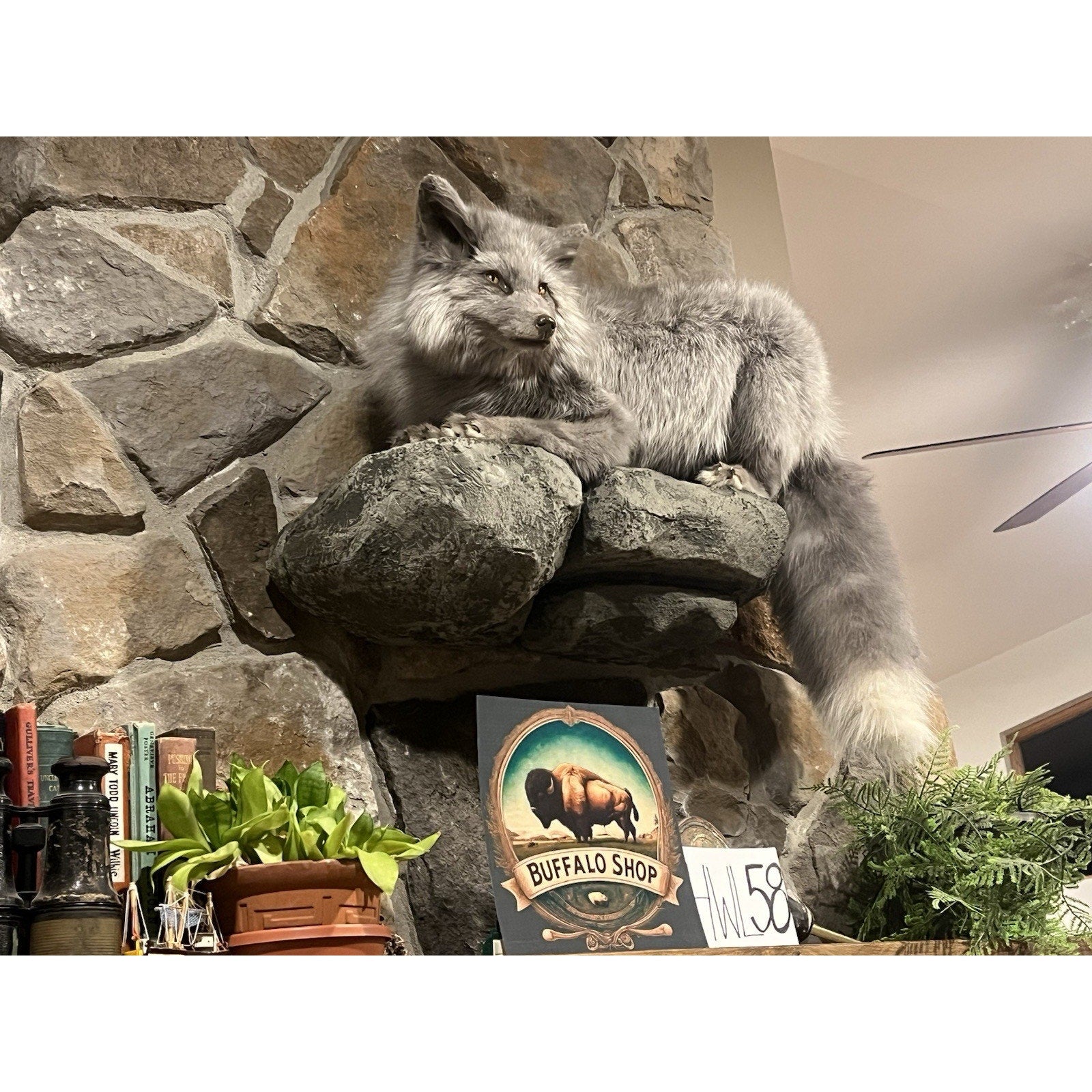 FHWL58 - Beautiful Grey Ranch Fox Taxidermy Full Body Mount