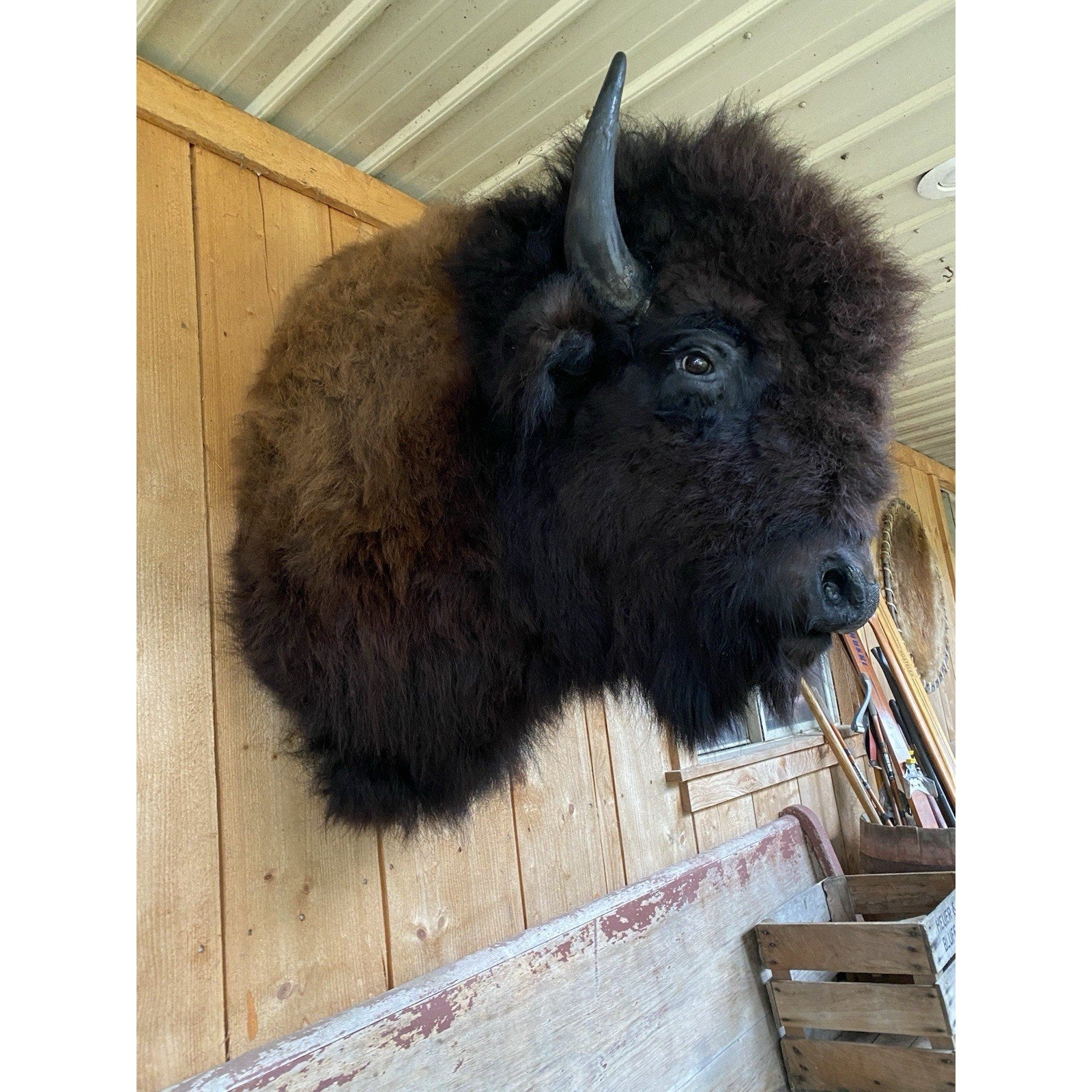 FHDAR42-XL Buffalo Taxidermy Shoulder mount Bull